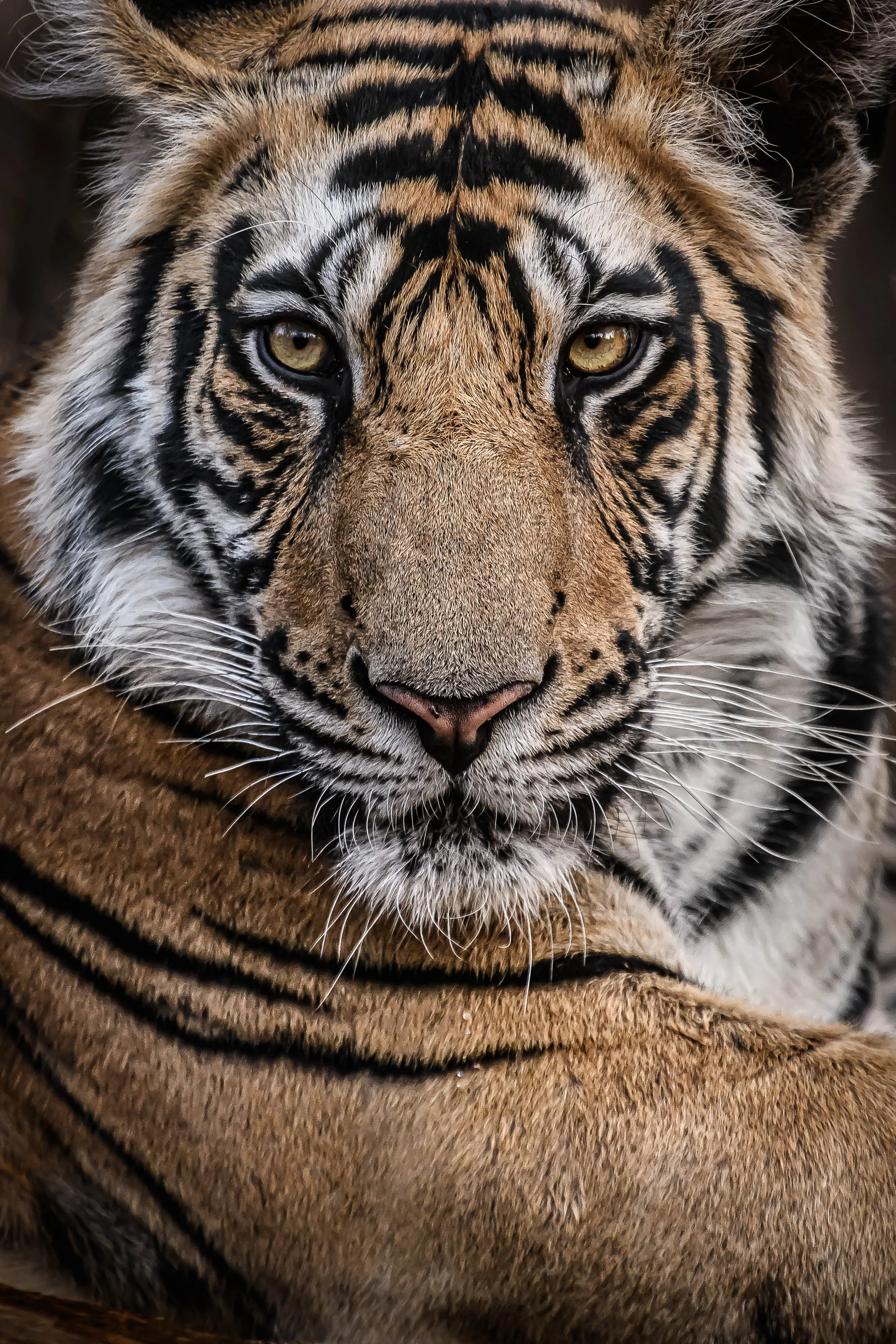 Bengal Tiger of India looking to camera