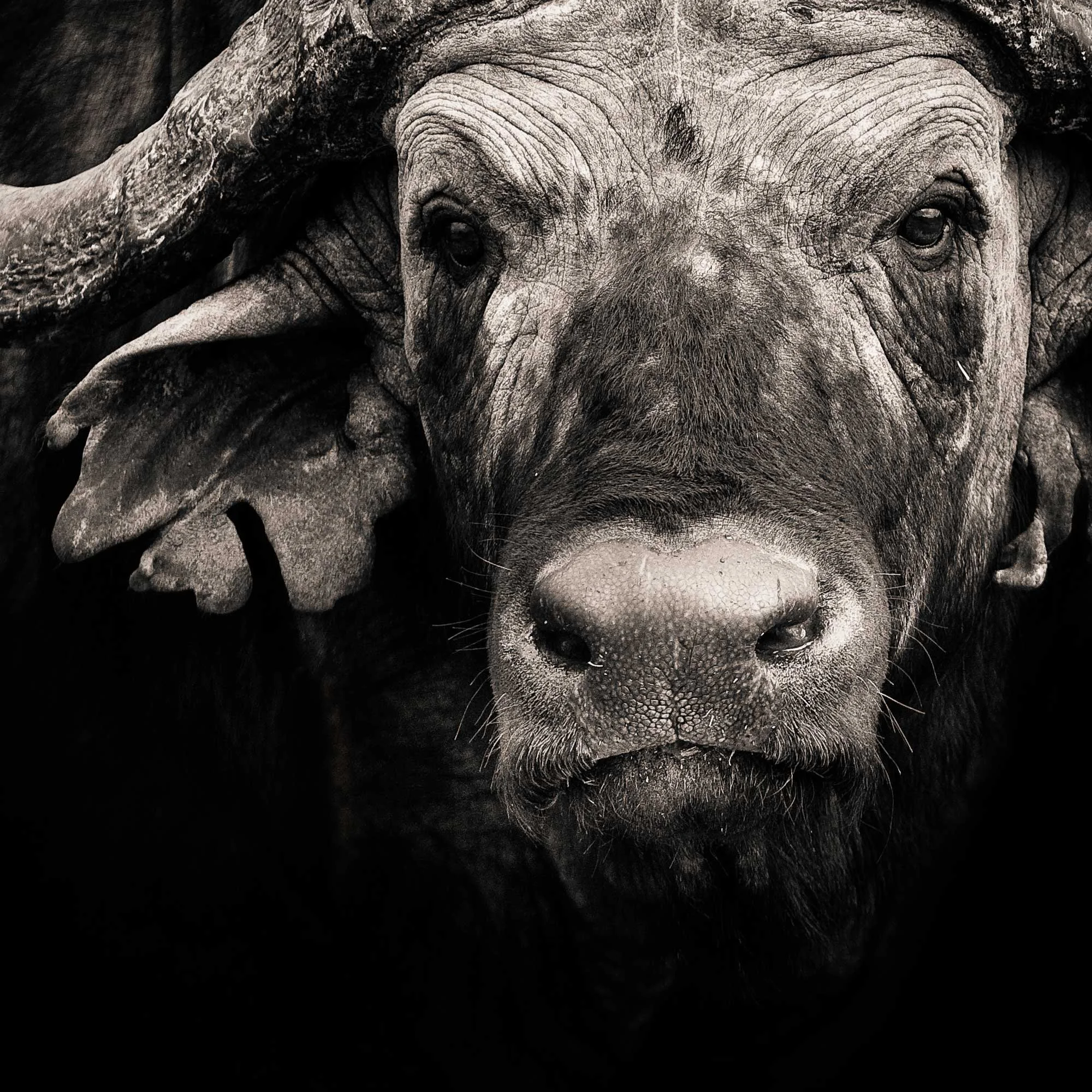 store-buffalo-portrait-03.jpg