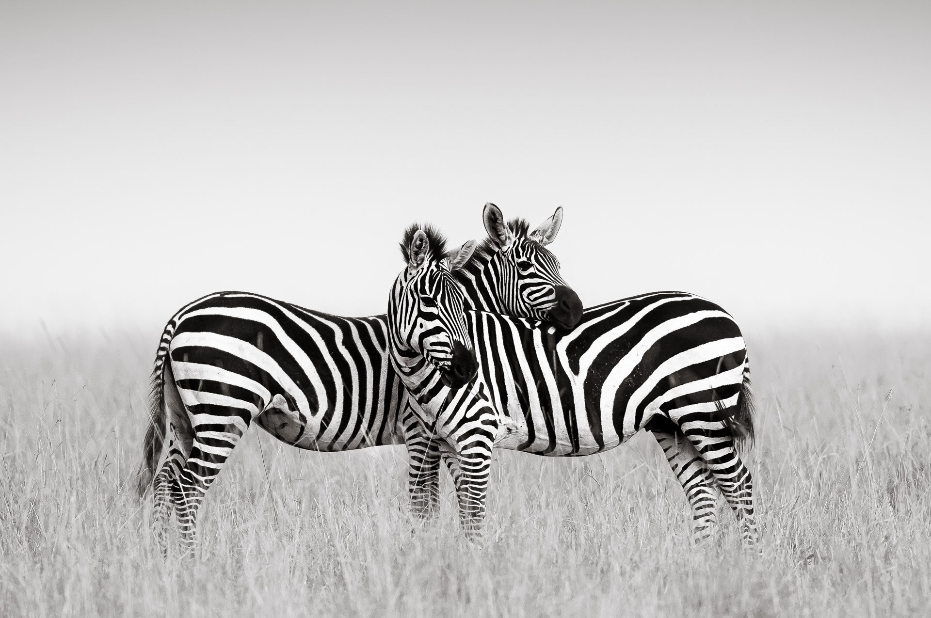 Black and White Zebra Print: Introducing ‘Parallel Lines’