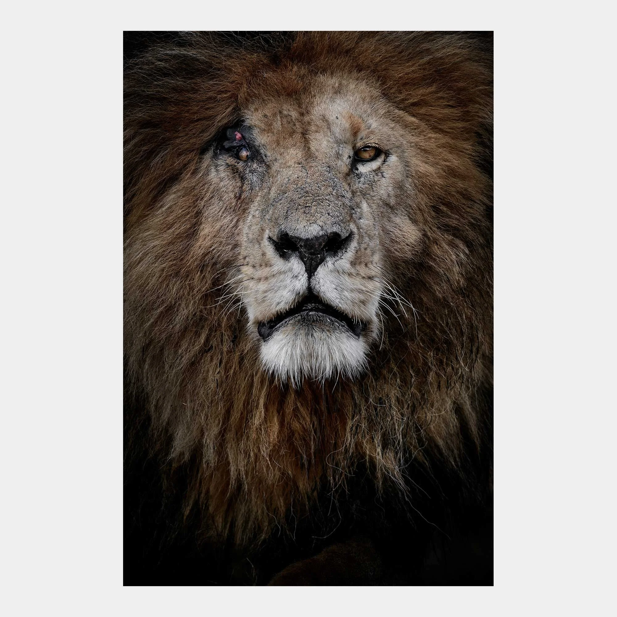 A wildlife photograph captures an animal's behaviour or expression