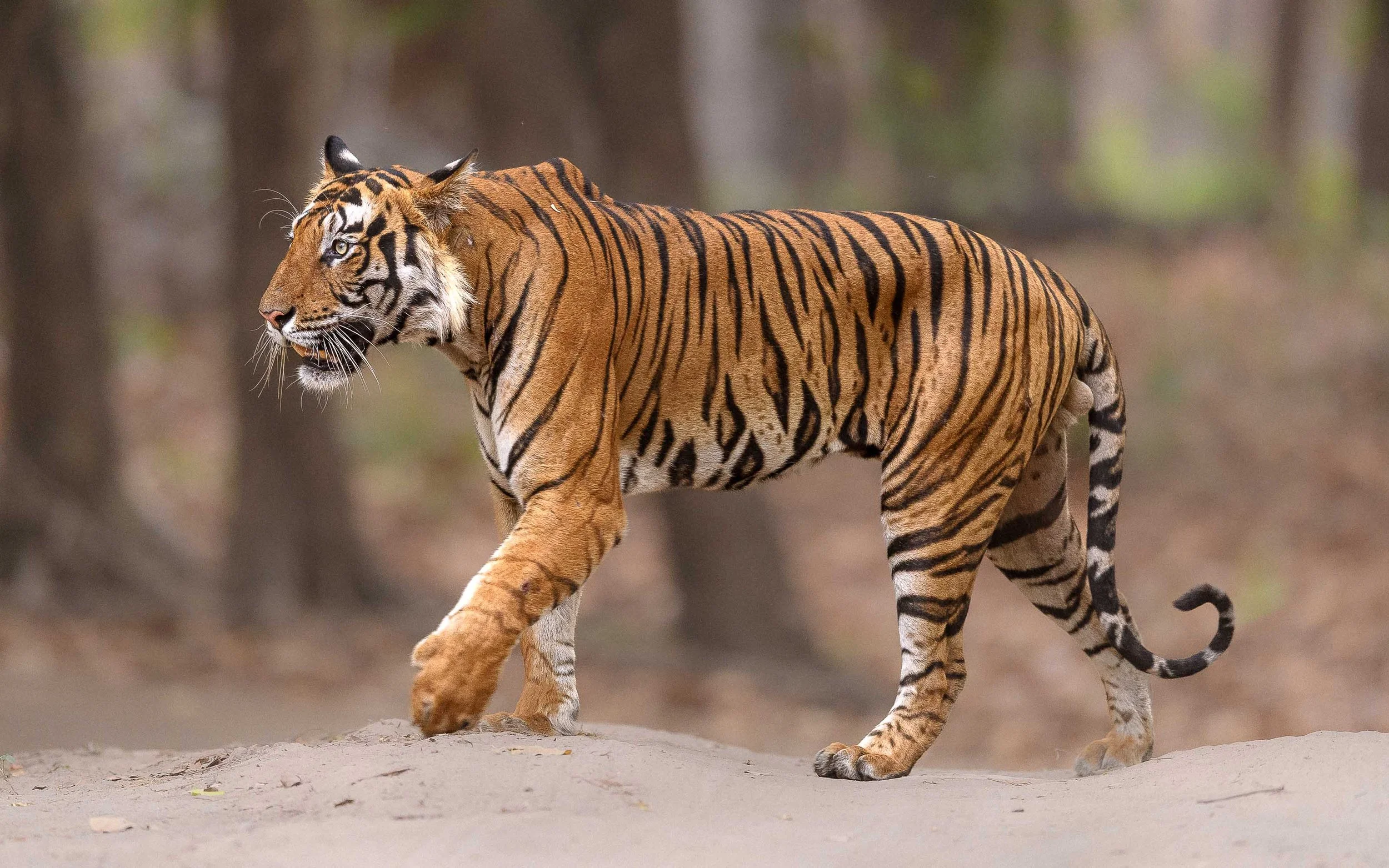 Experience The Majestic Bengal Tigers Of India Experience The Majestic Bengal Tigers Of India