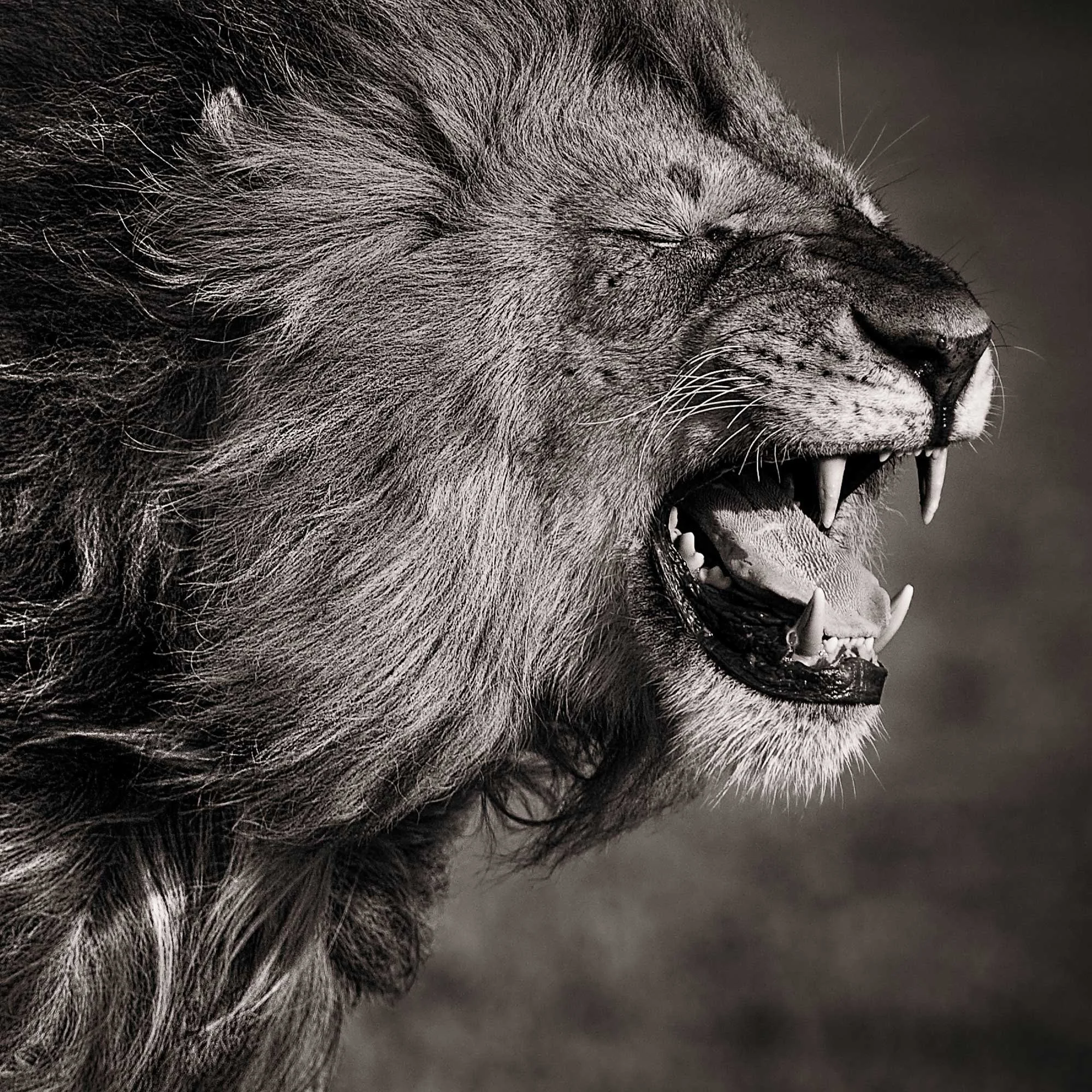 store-flehmen-response-03.jpg