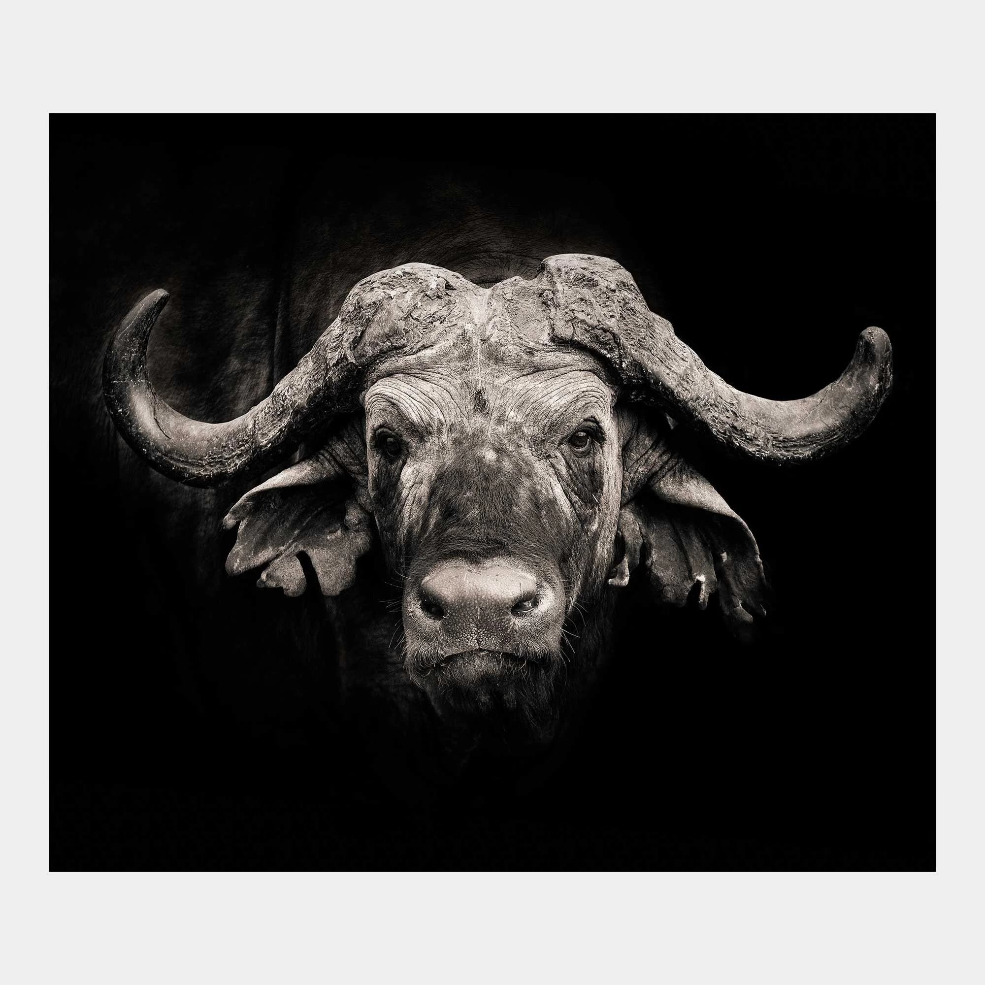 store-buffalo-portrait-01.jpg