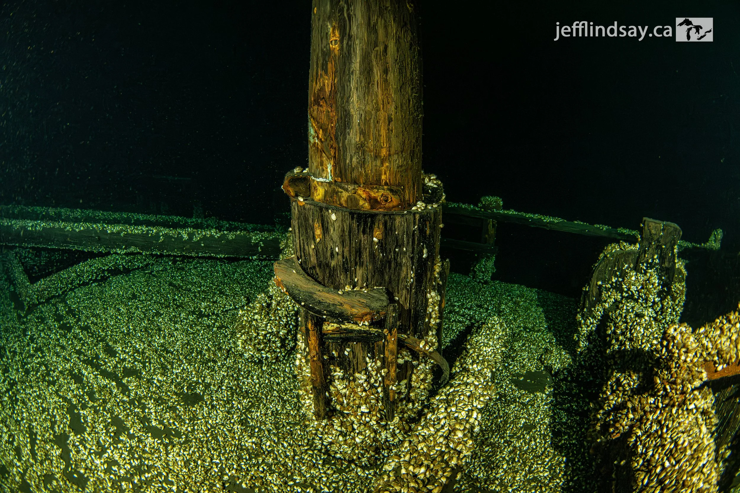 Maple_aft mast