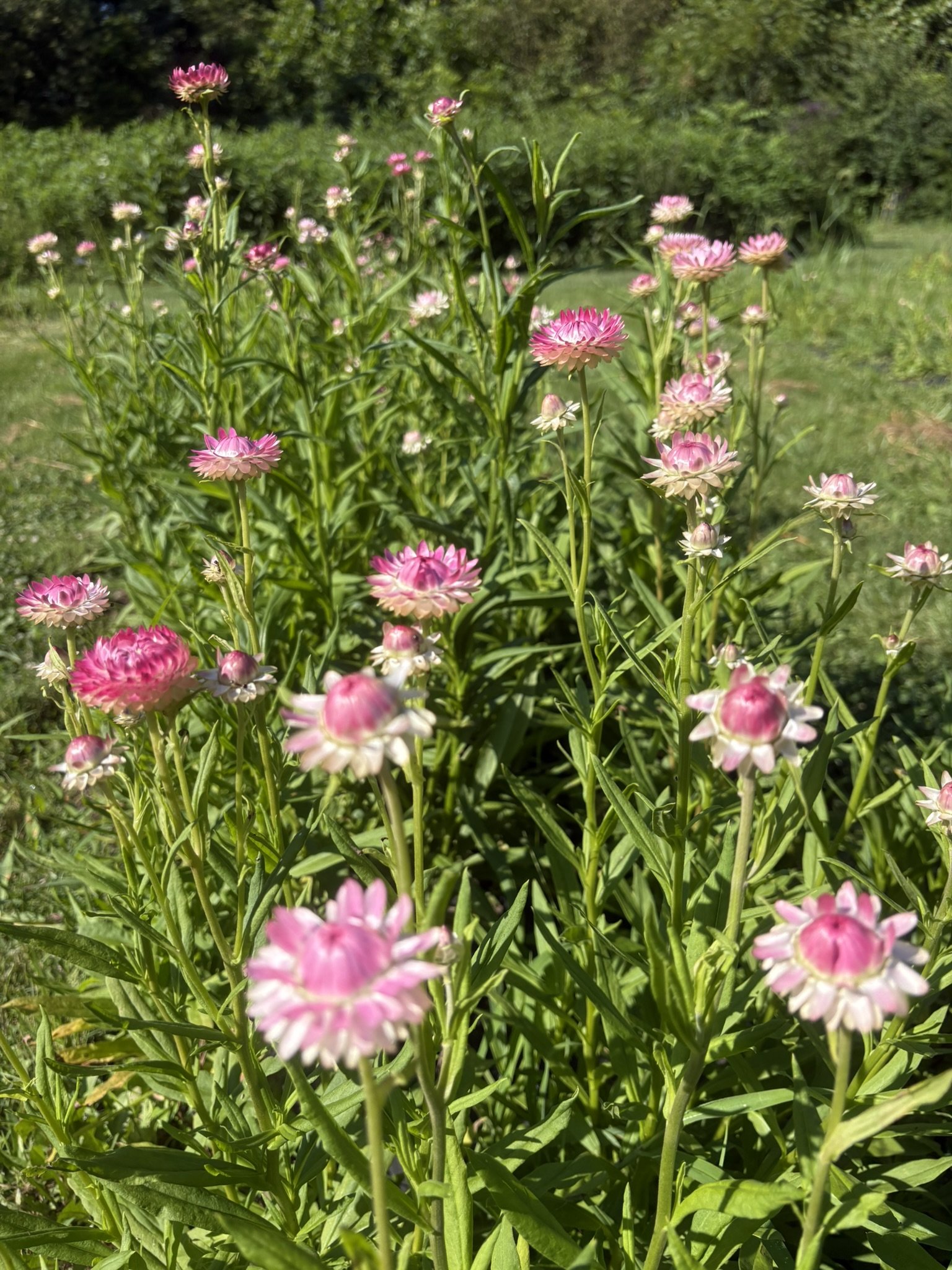 Strawflower