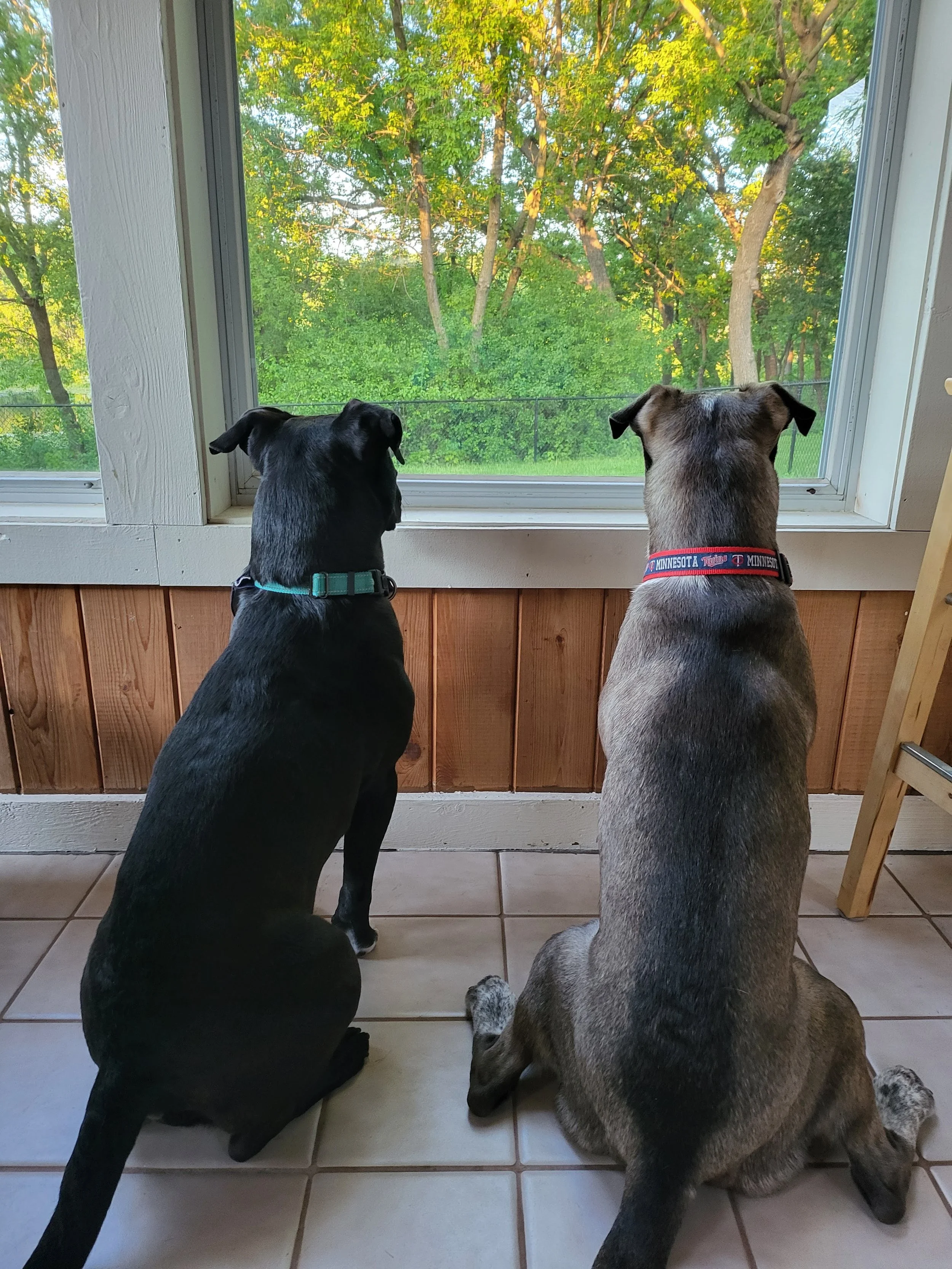District & Cookie Looking Out Window.jpg