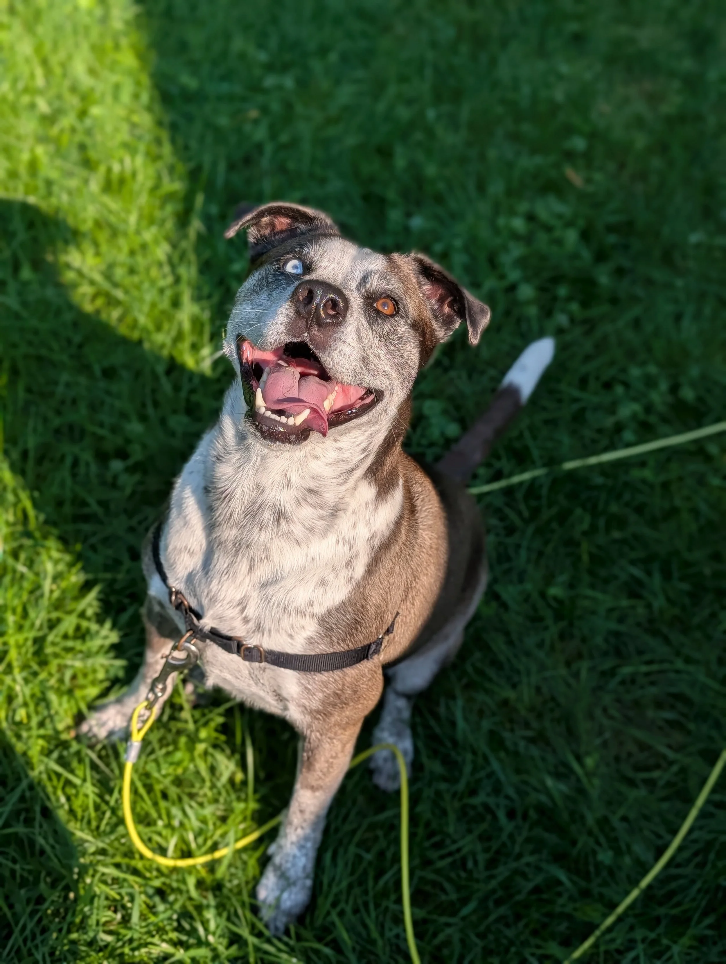 Cookie Gotcha Day.jpg