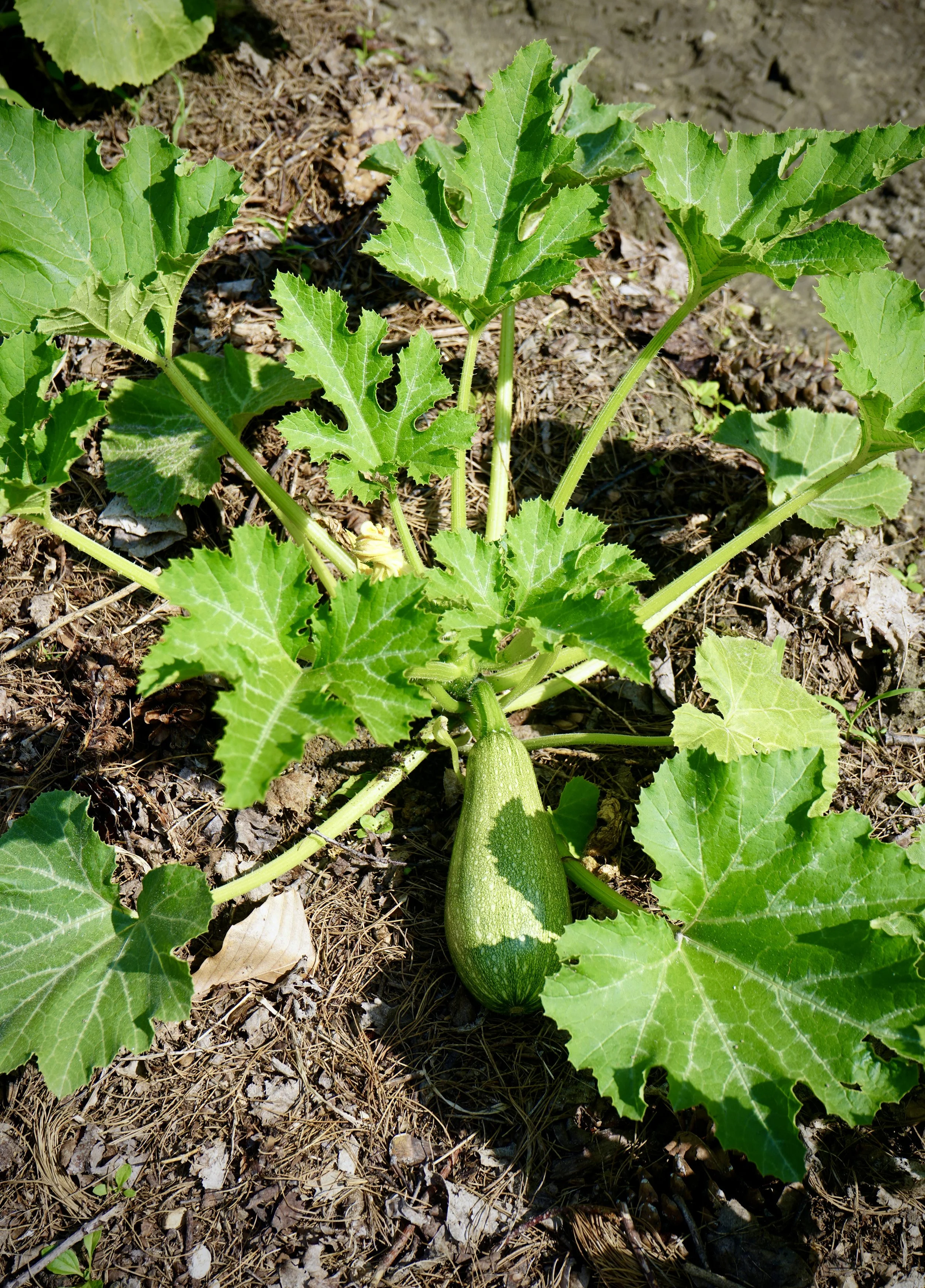 the last word in vegetables