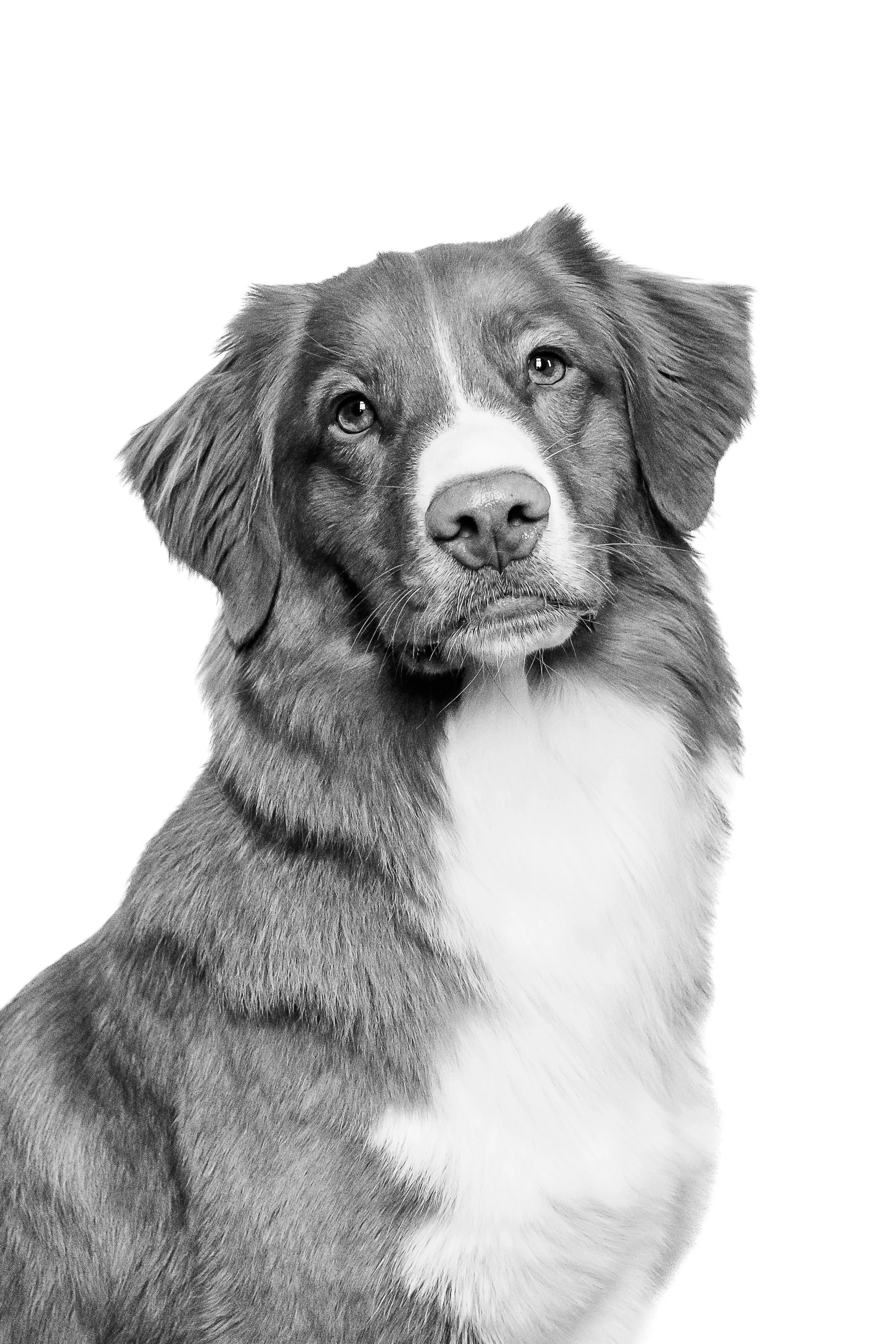 Fitz's B&W Pet Portrait Session-9.jpg