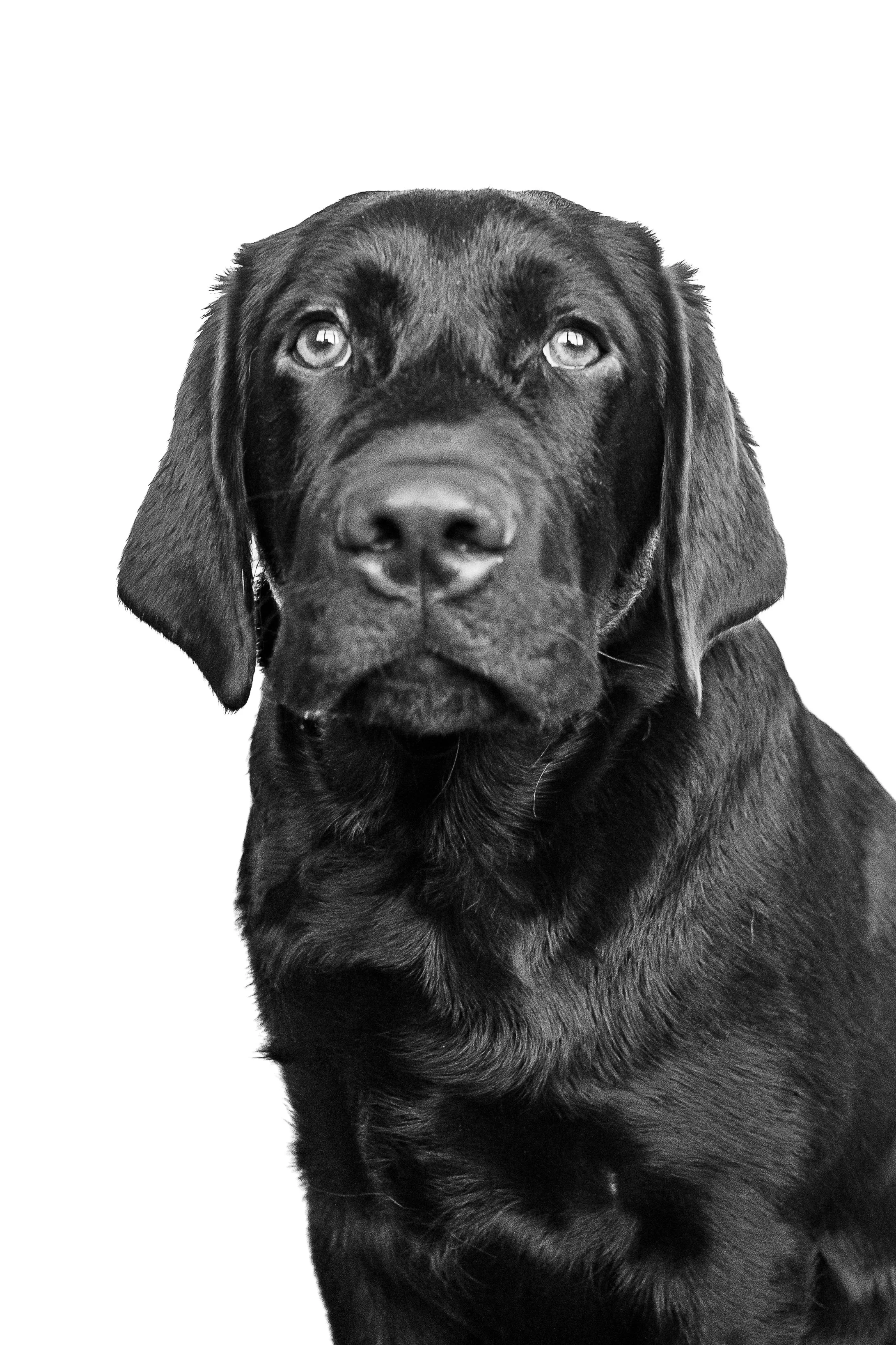 Tommy, Bear & Judge B&W Session-7.jpg