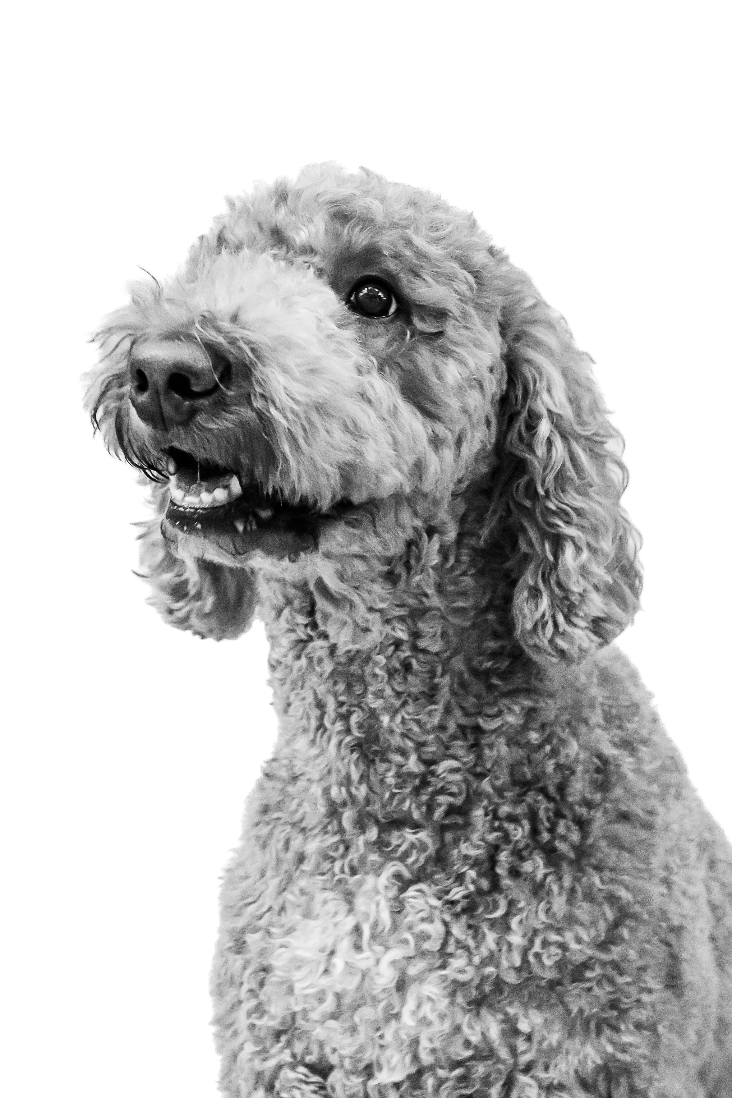 Emmy & Stevie B&W Session-7.jpg
