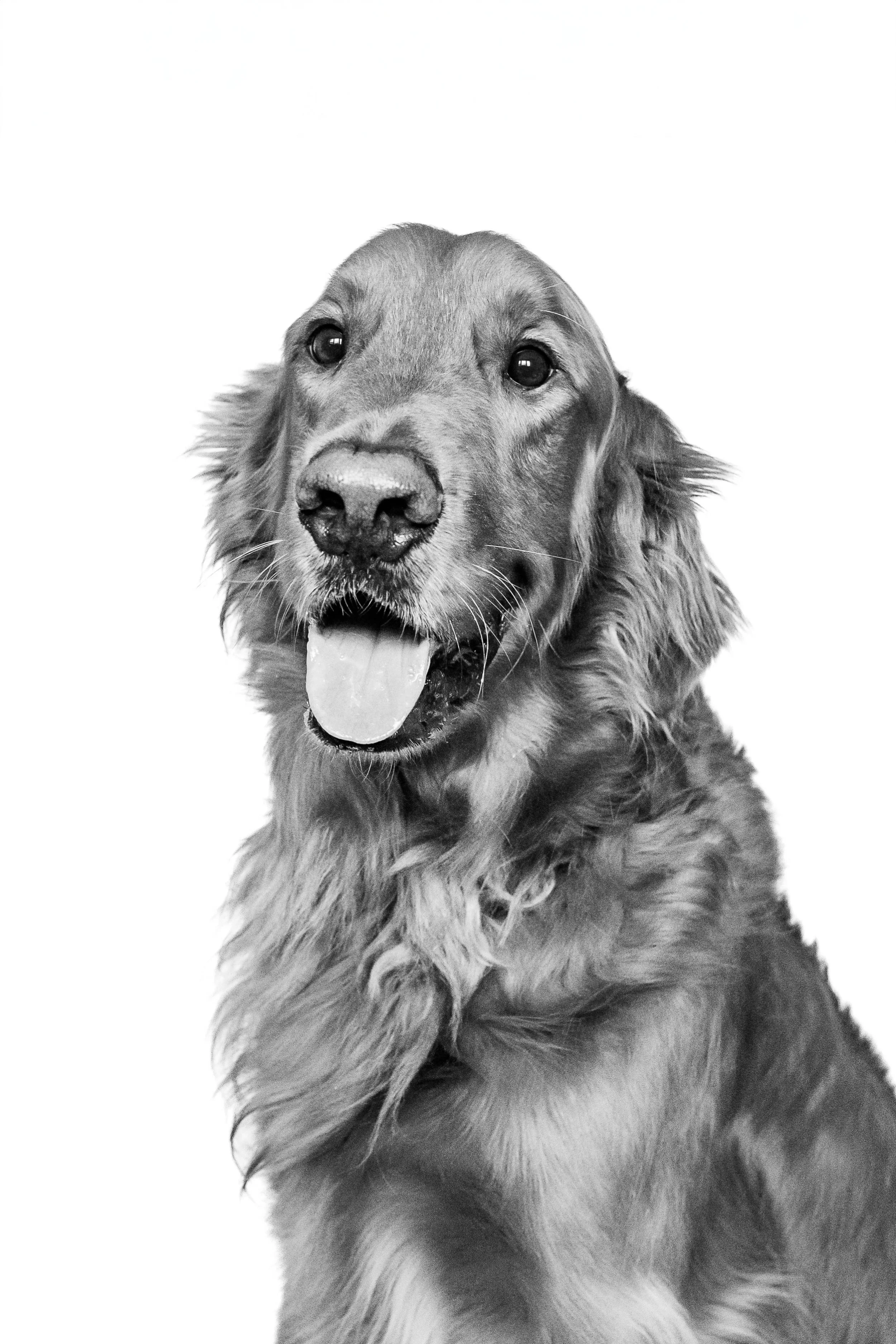 Declan, Connor & Louie B&W Session-33.jpeg