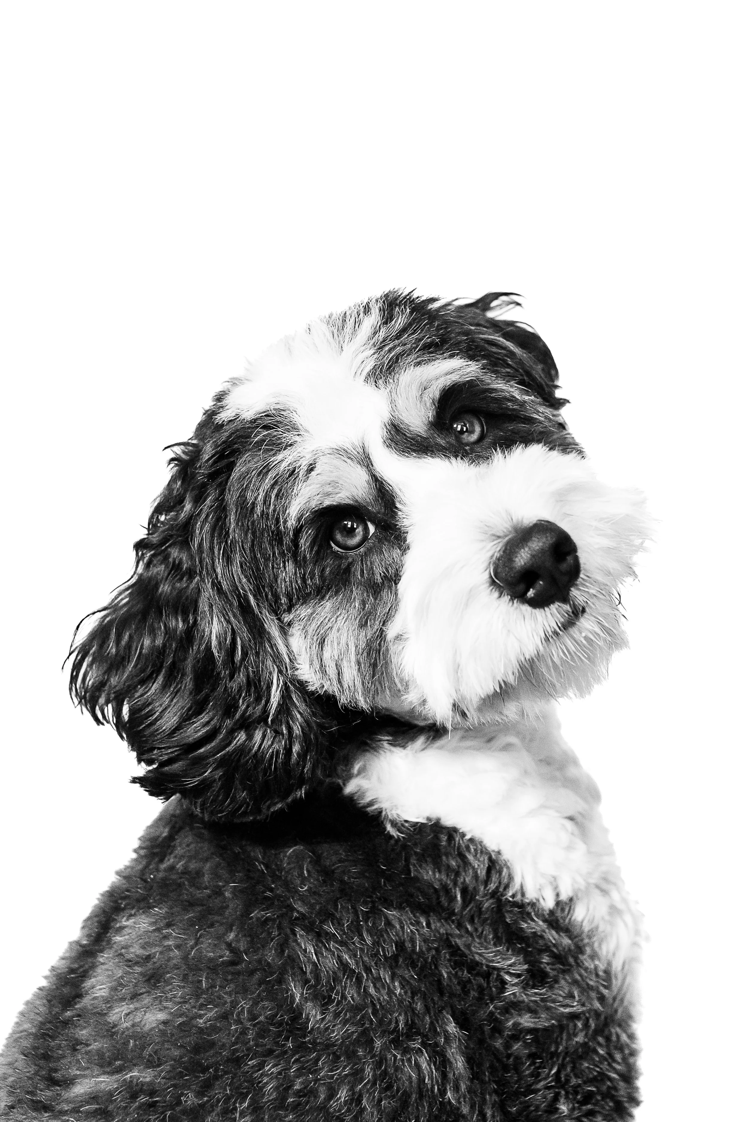 Max's B&W Pet Portraits-6.jpg
