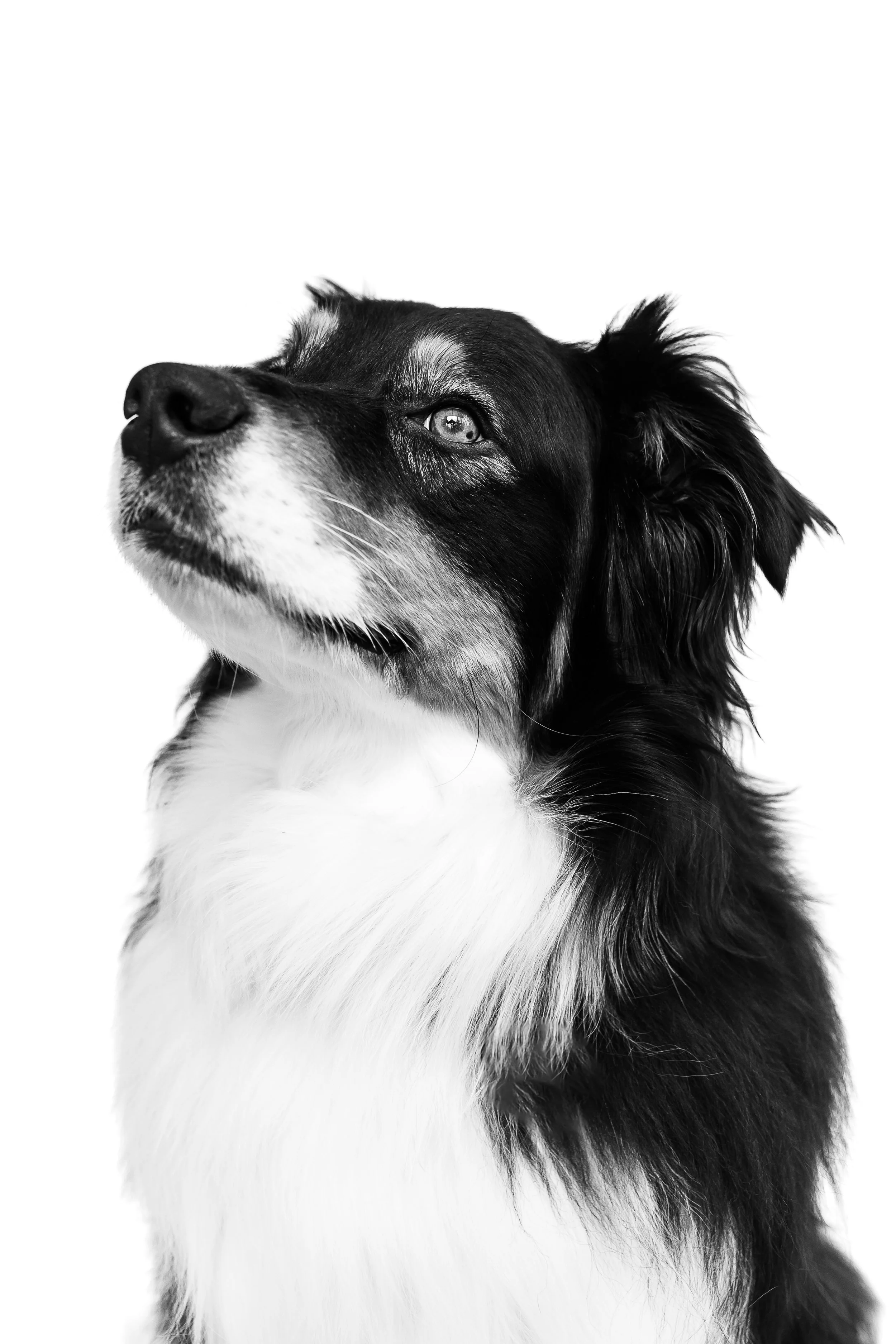Inu's B&W Pet Portrait Session-1.jpg