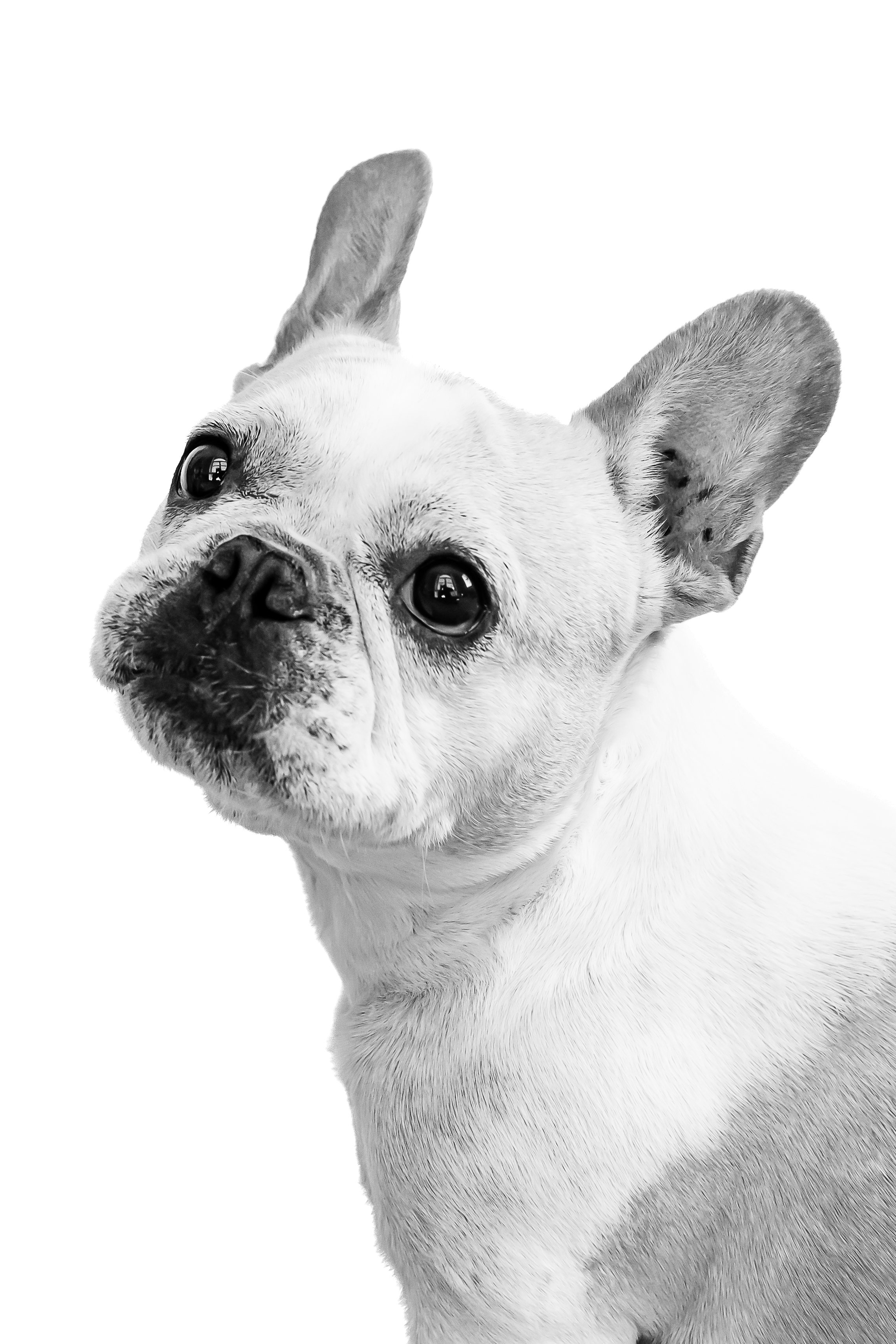 Lily & Benny B&W Session-8.jpg