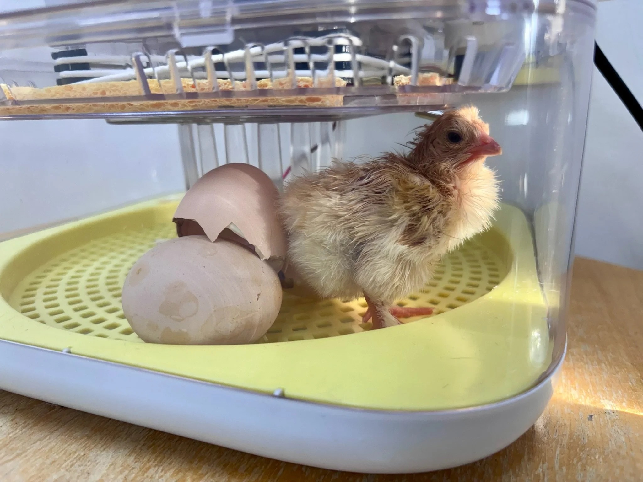 EMBRYOLOGY