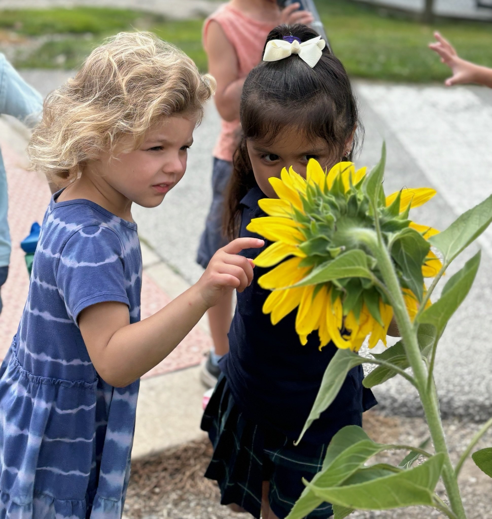 Two girls looking at a sunflower
