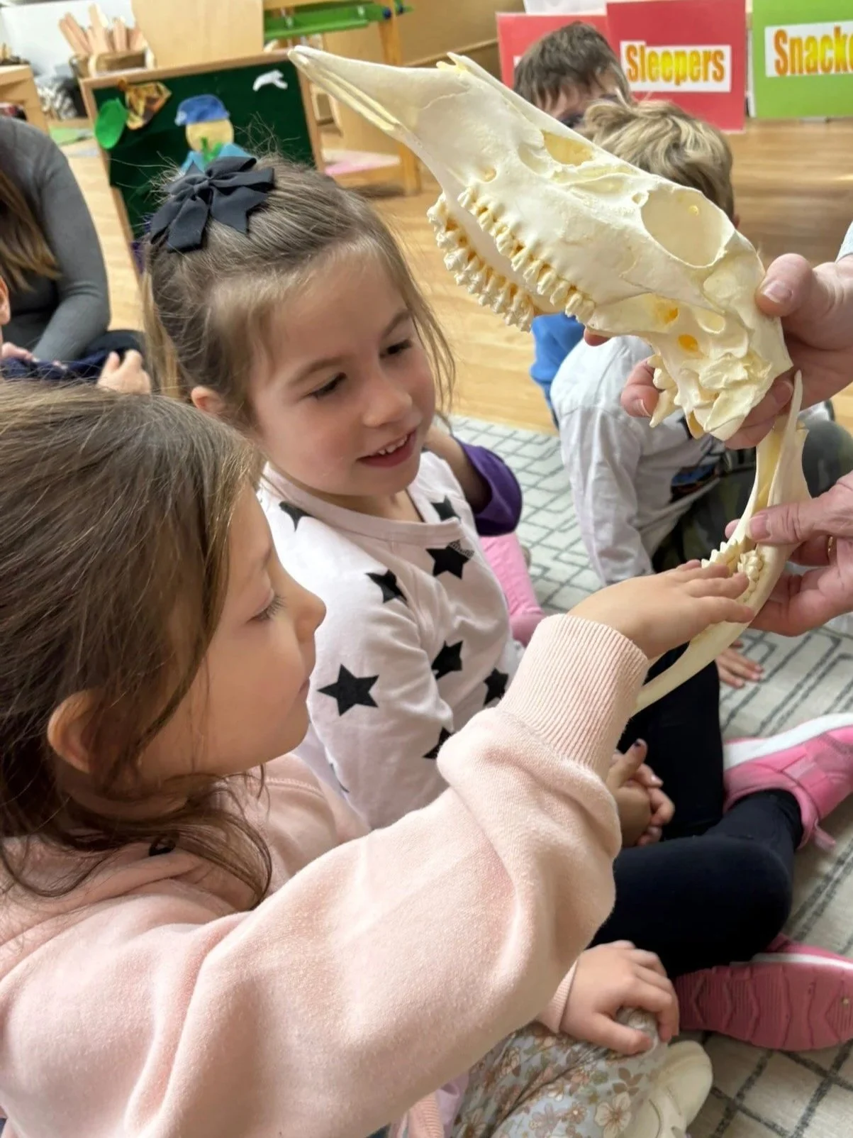 Children sitting on the floor in a classroom, reaching out to touch a large animal skull, possibly a skull of a prehistoric or large animal, held by an adult for educational purposes.