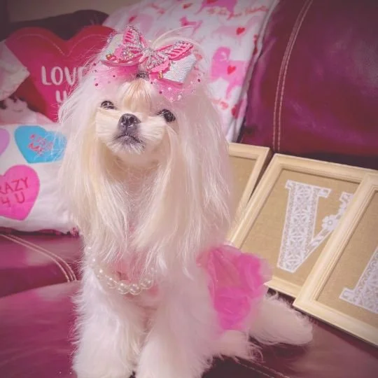 Teddy Bear Maltese Korean Cut TikTok Good Shop 20 Pcs Small Dog