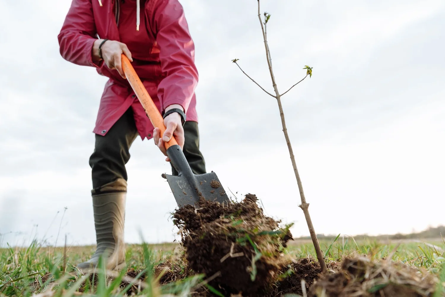 Homeowner digging a hole in a grassy yard with a shovel to plant a young tree