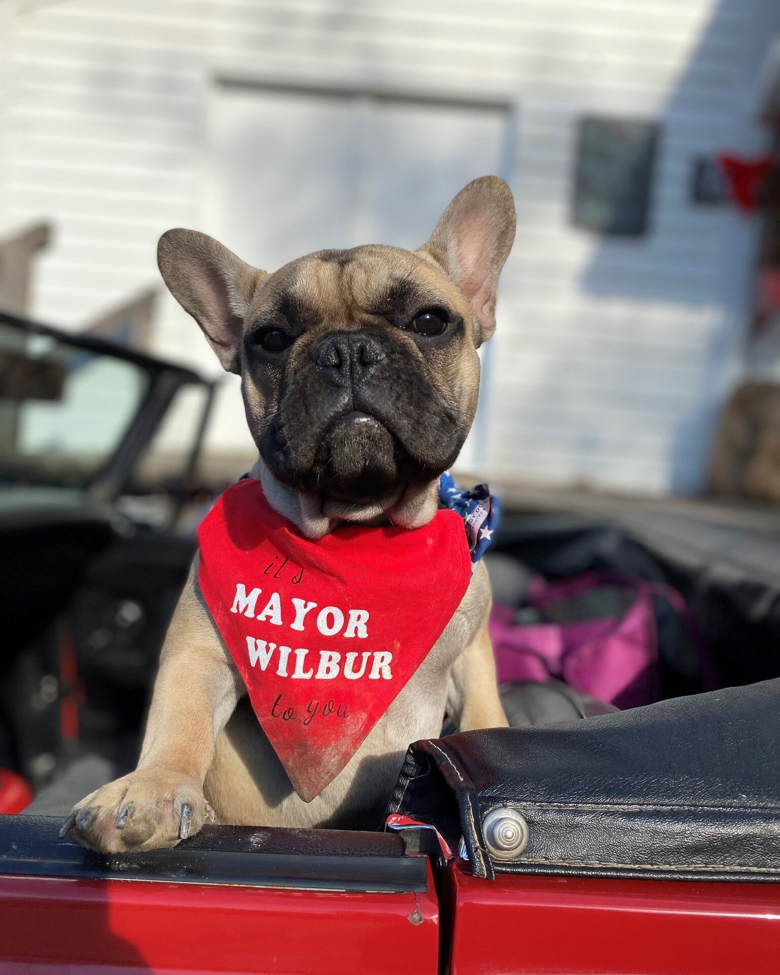 We're proud to partner with local leaders along the river, including Mayor Wilbur of Rabbit Hash, KY! Elected in 2020 with 13,143 votes, @wilburbeast2020  the pug supports the @rabbithashgeneralstore where you can stop by for some music, &quot;sundri