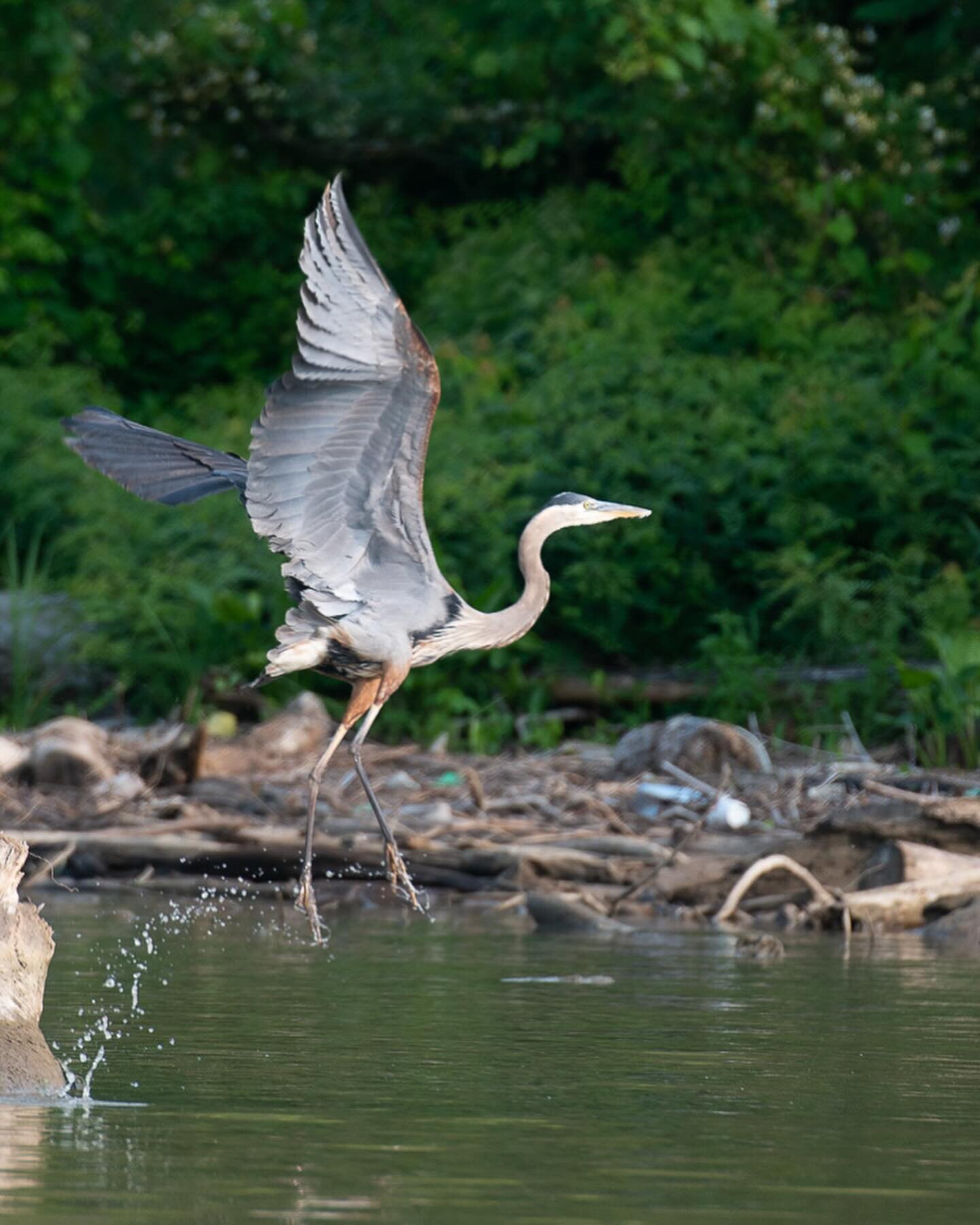 Set to discover some wildlife? 🔍 This spring, the Ohio River will transform into a bustling flyway for countless birds, a spectacle of beauty and biodiversity. Get your binoculars ready! 🐦🦆

📷 @susangriffinward, @joewolek, John Nation
#ohioriverw