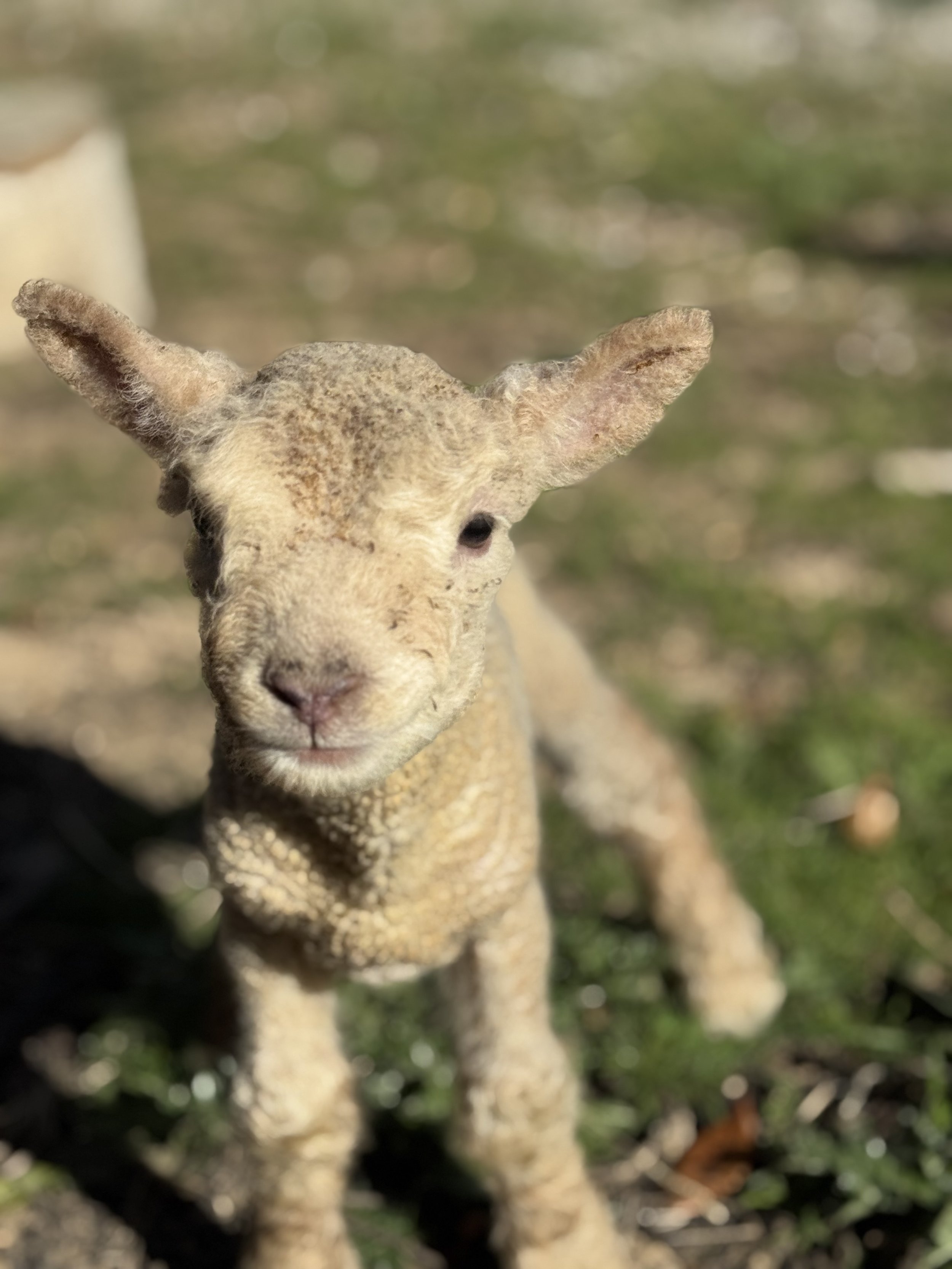 Babydoll Sheep - Spring Lamb Report
