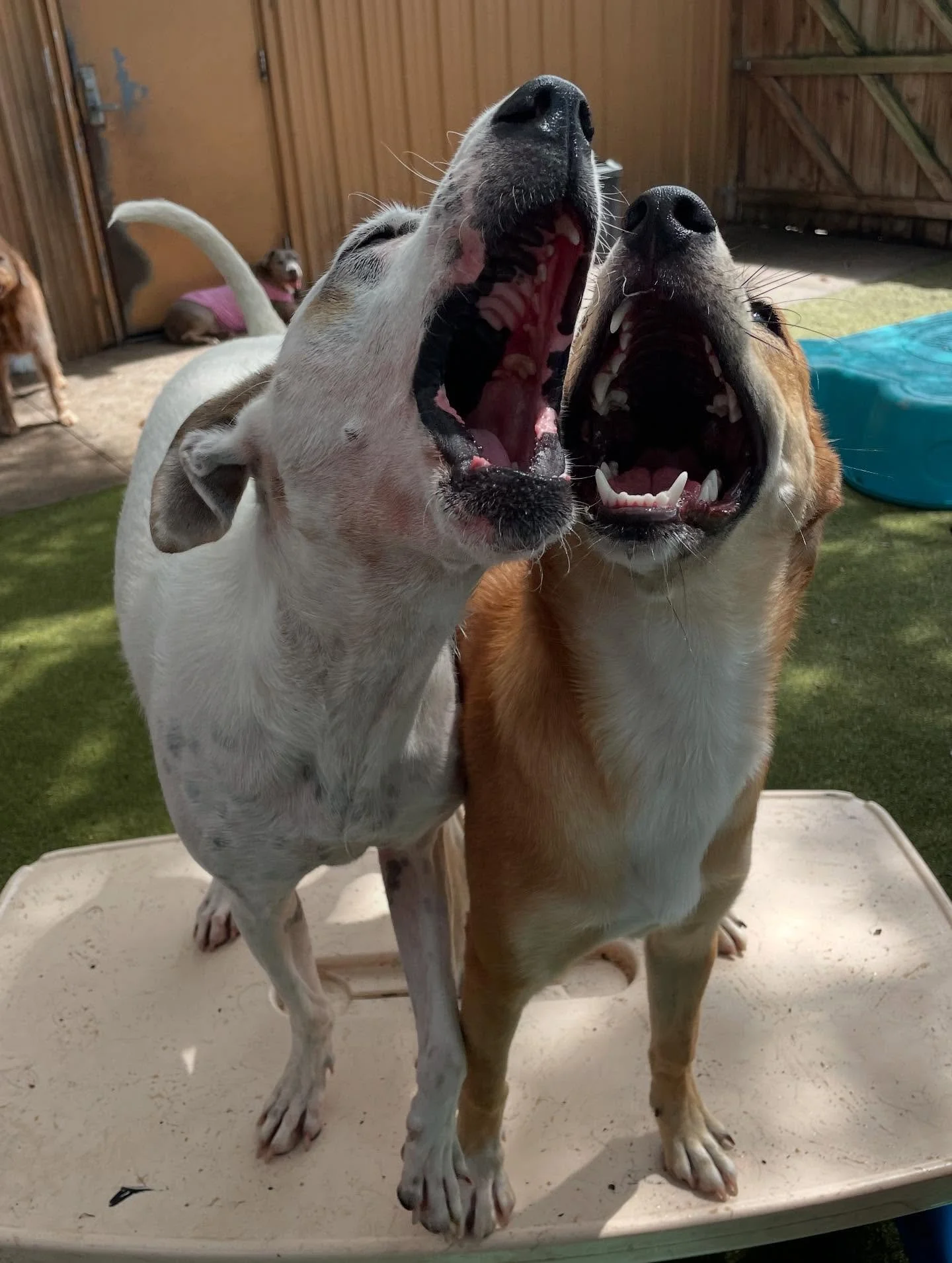 Bubble and Bingo.jpg