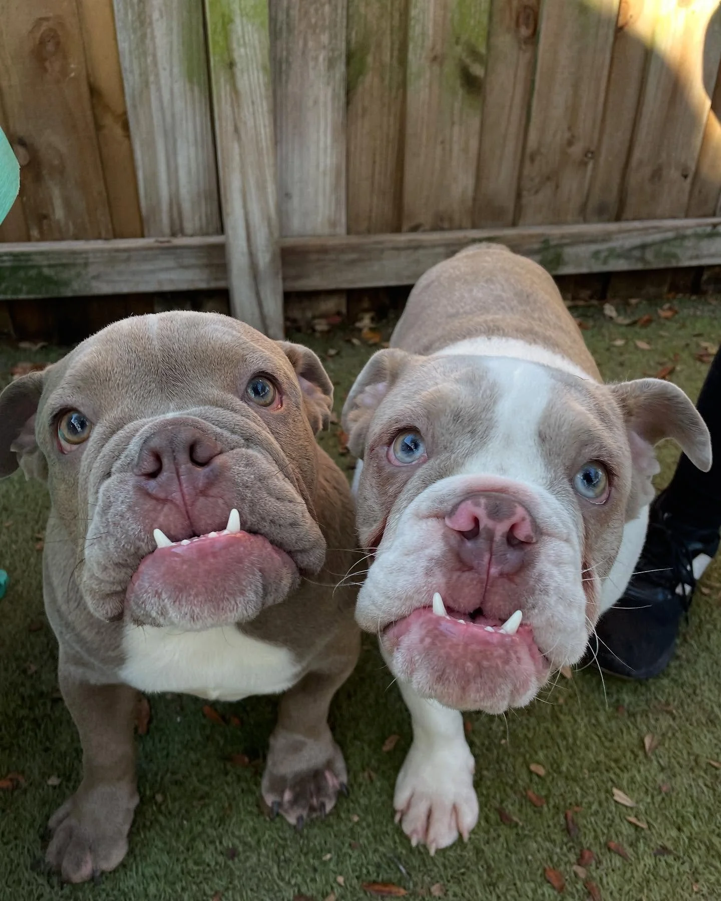 Bulldogs.jpg