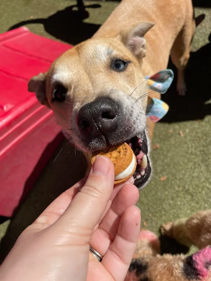 Kona ice cream sandwich.jpg