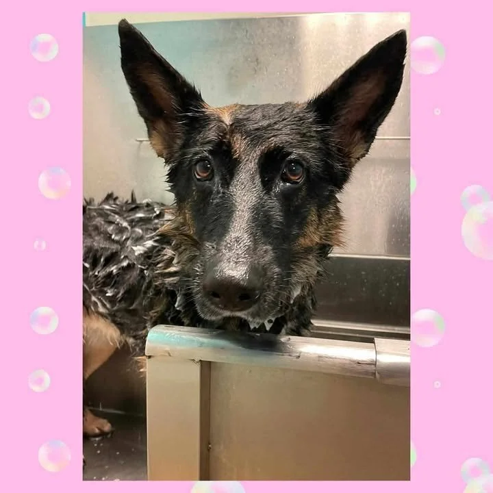 Lucy bath.jpg