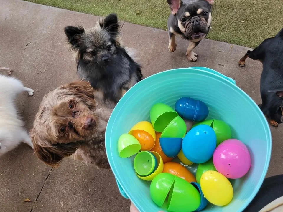 Egg hunt.jpg