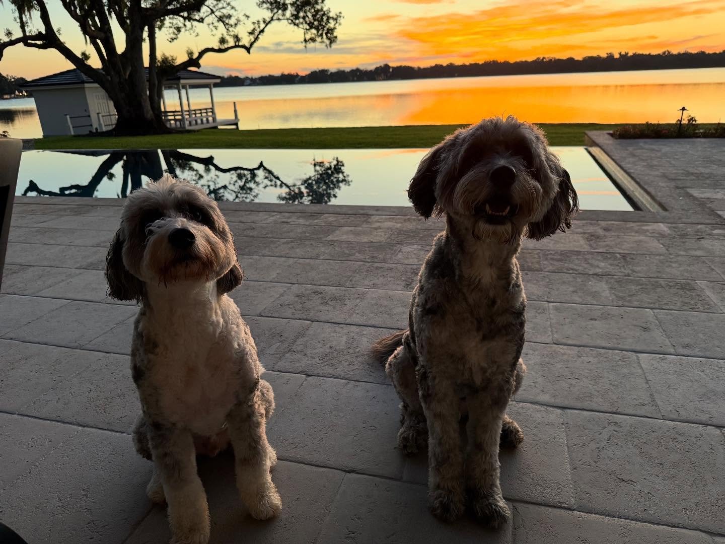Bosox and Chance.jpg