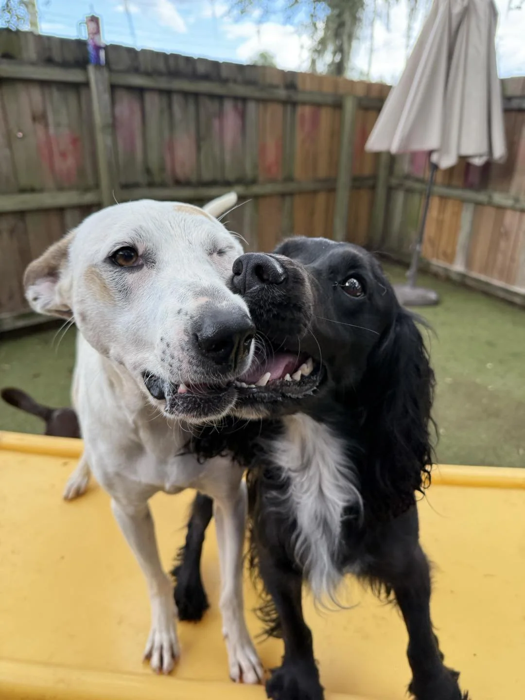 Breeze and Bingo.jpg