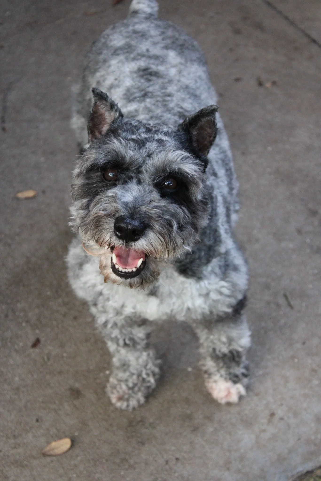 Pepper.jpg