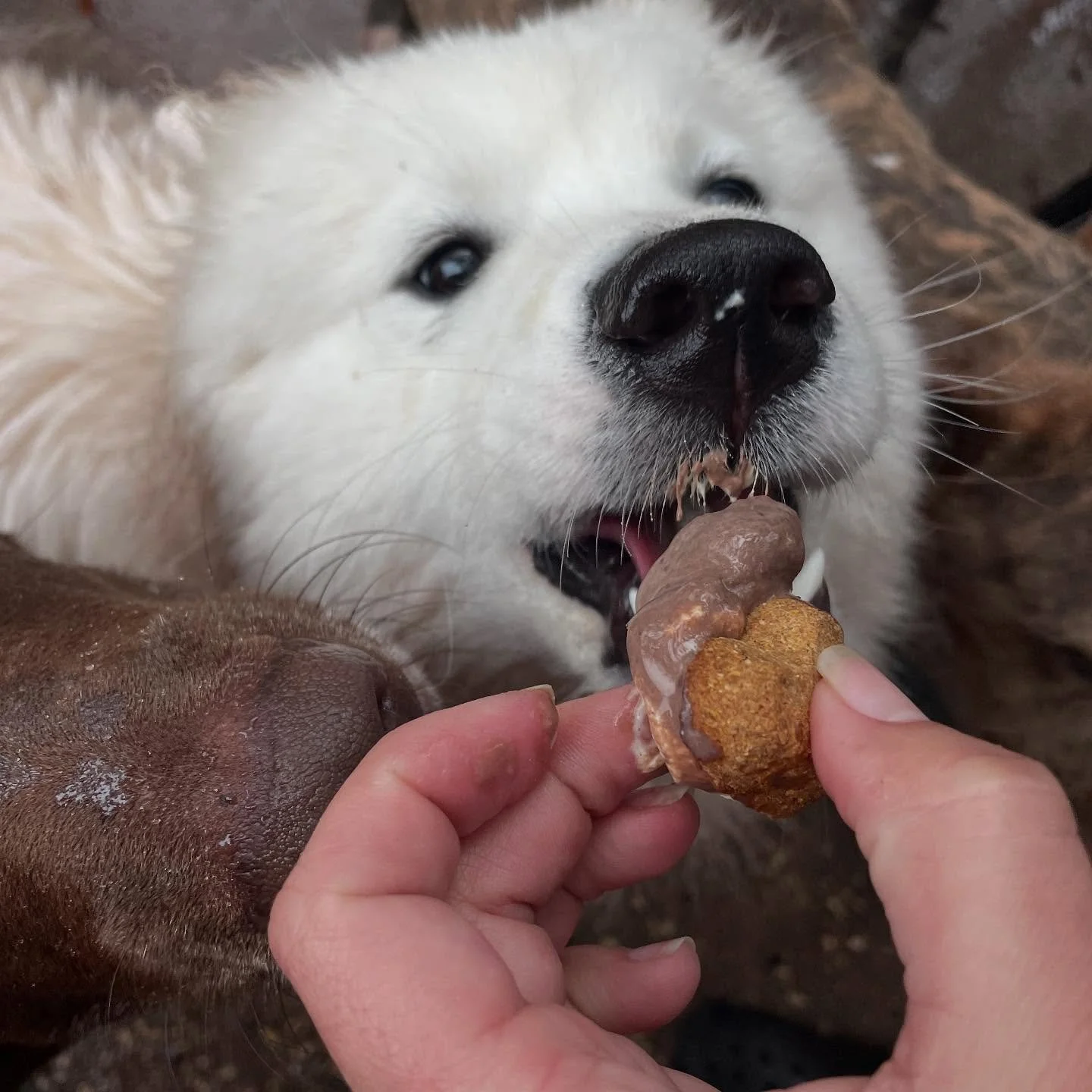 Eating smores.jpg