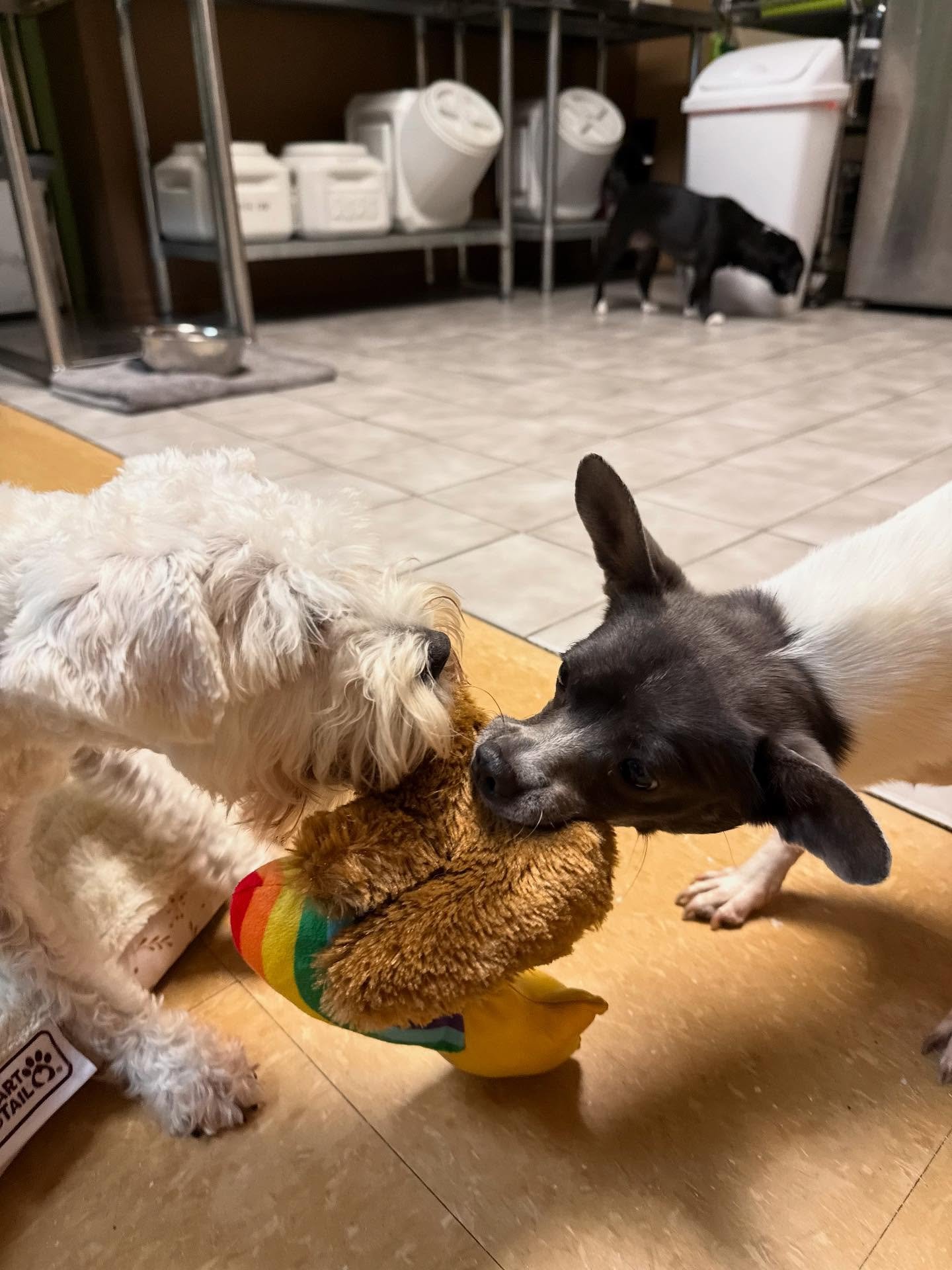Dart and Daisy.jpg
