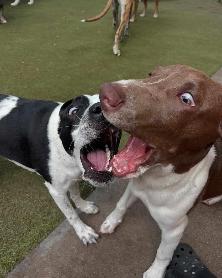 Ollie and Chef.jpg