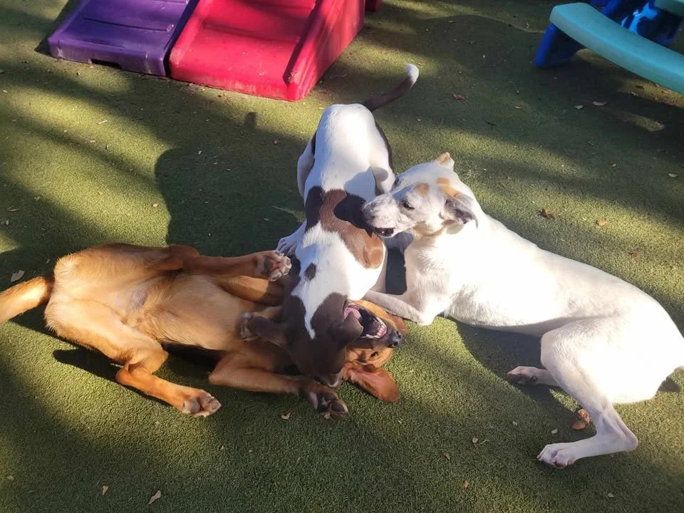 Bingo, Brisket, Ollie.jpg