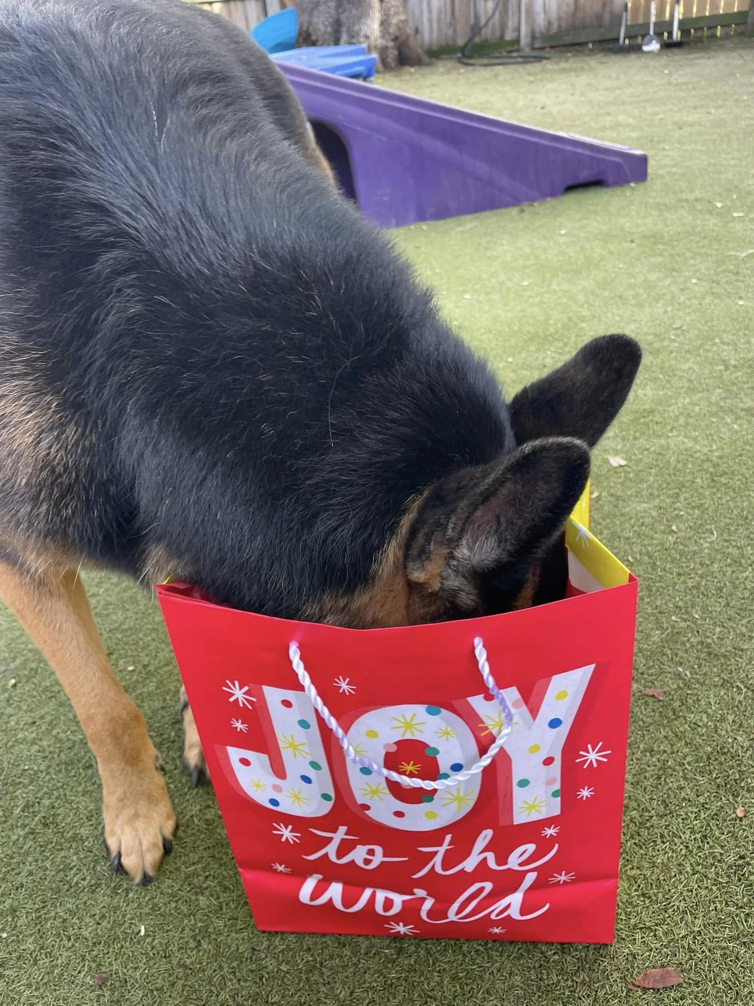 Lucy.jpg