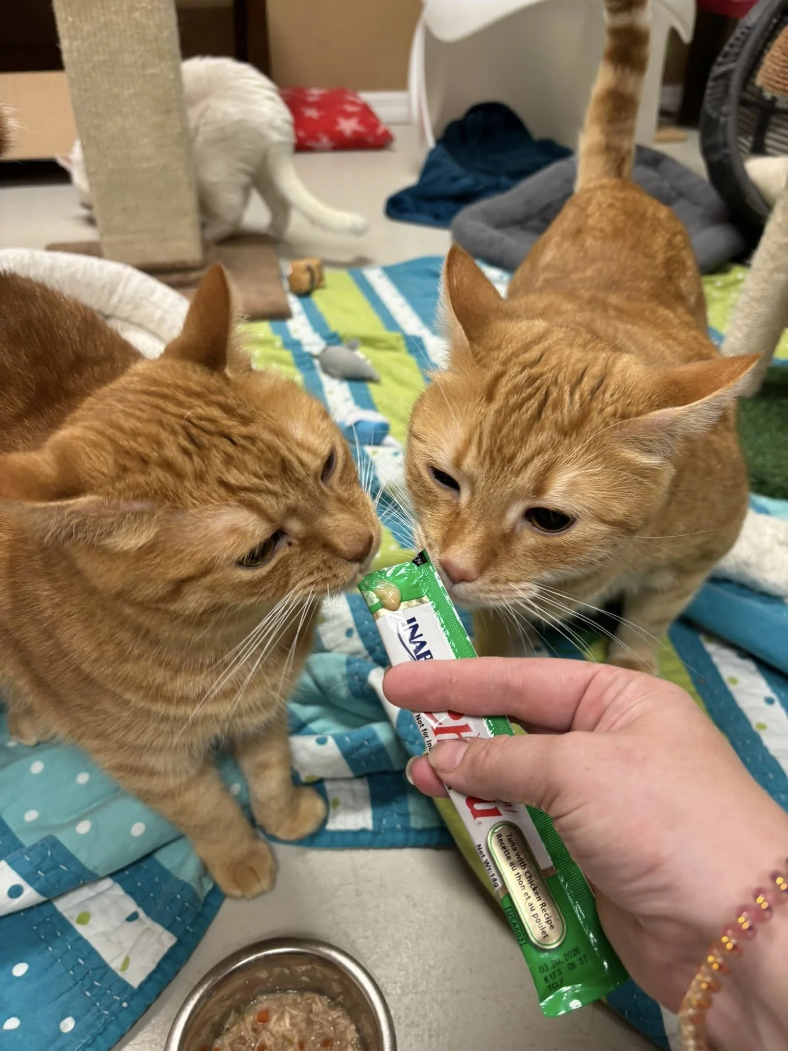 Cats.jpg