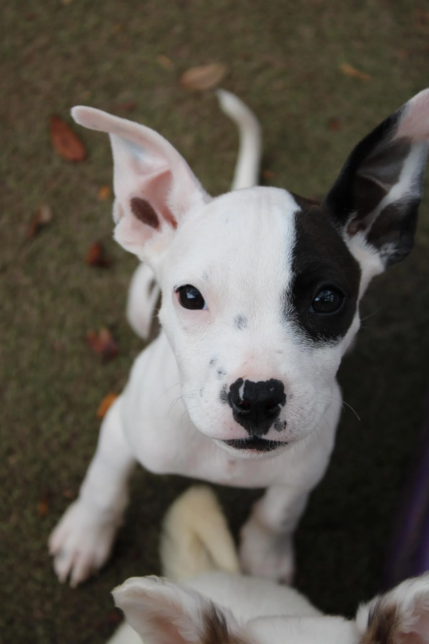 Constellation puppies.jpg