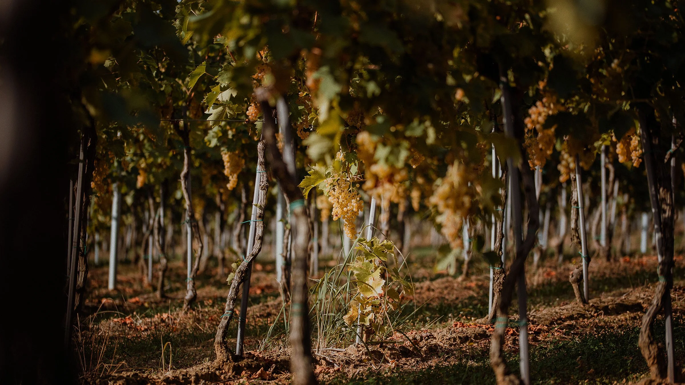 March Wine Class:  Balkans