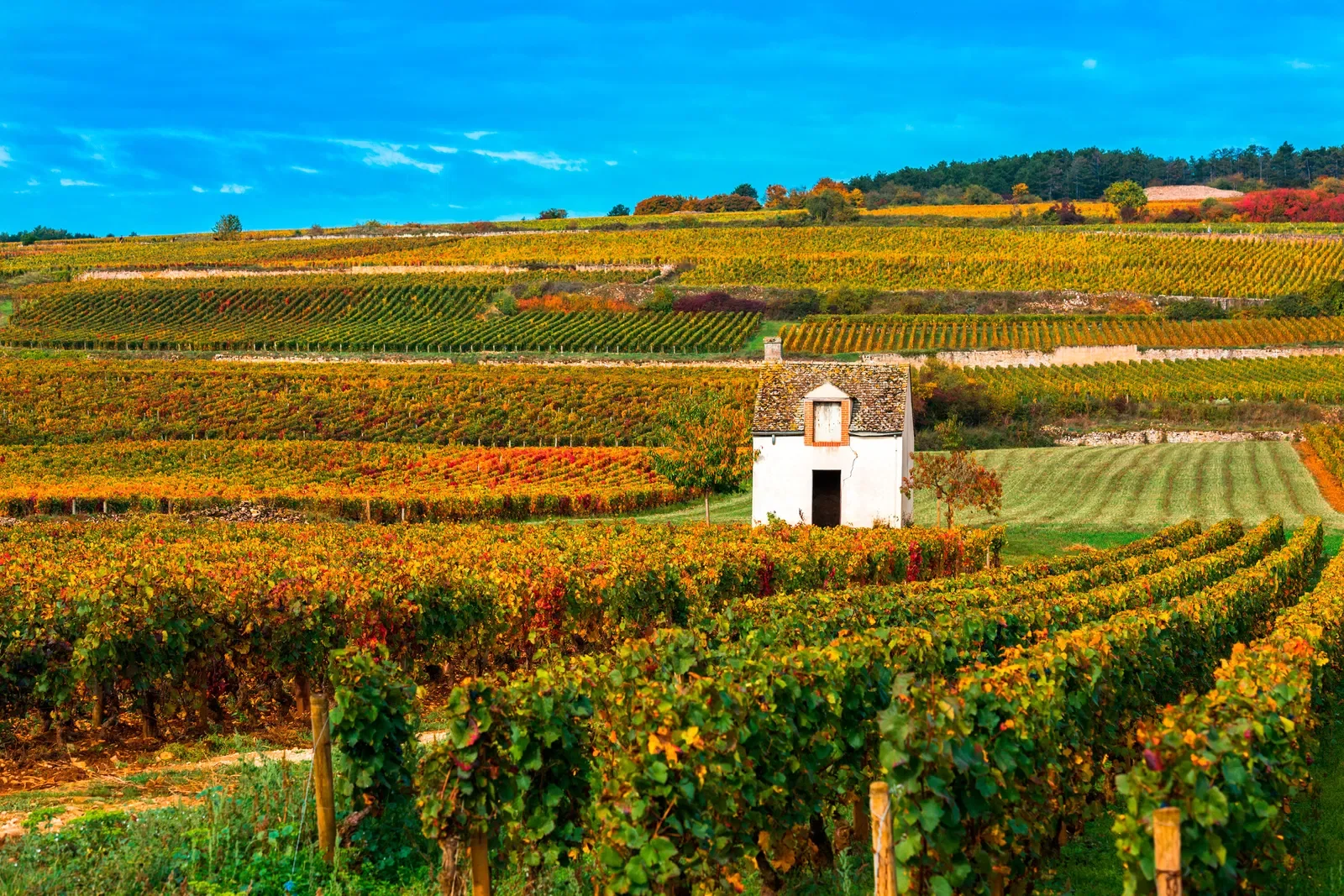 Burgund-5039243.webp