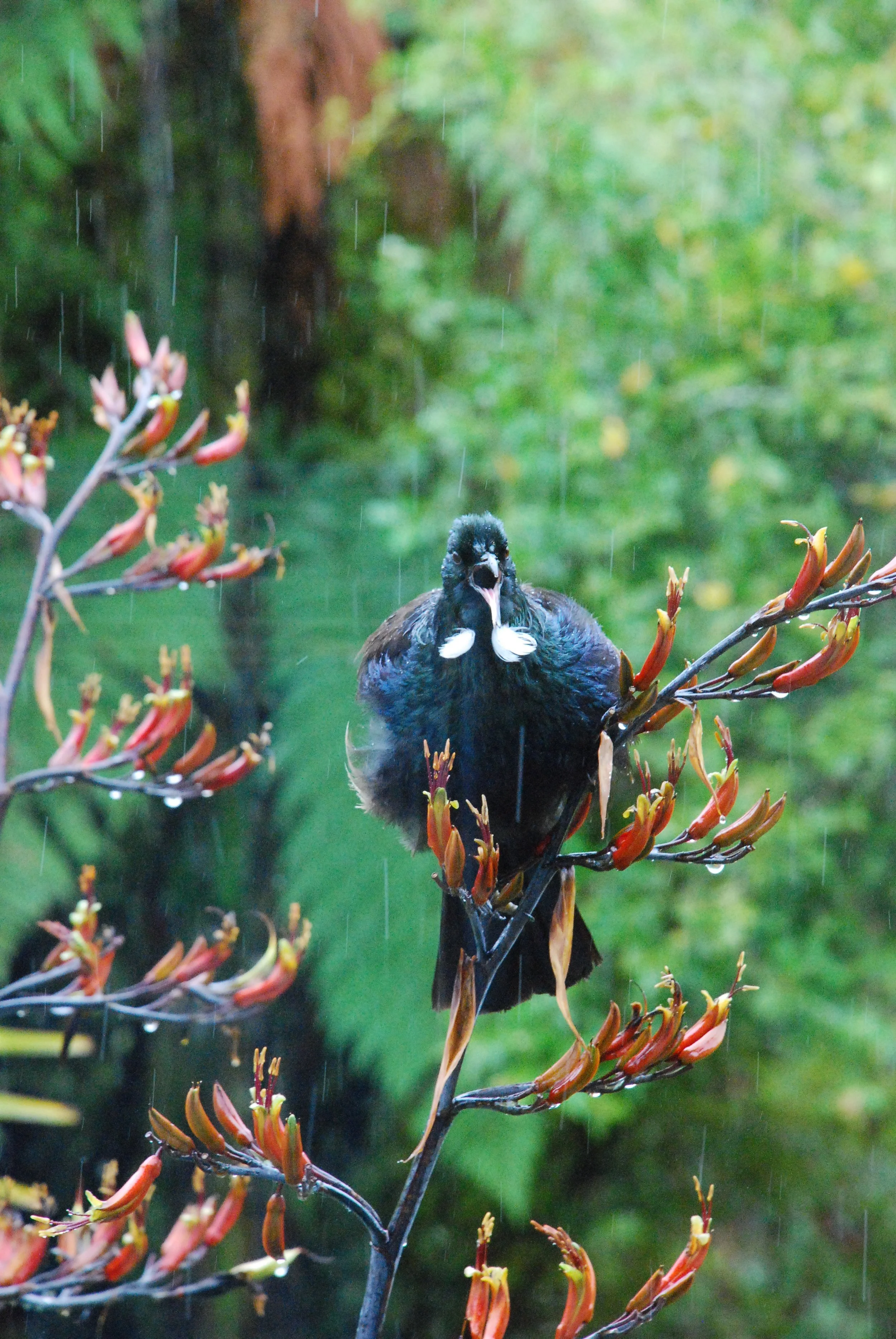 DSC_0083.JPG