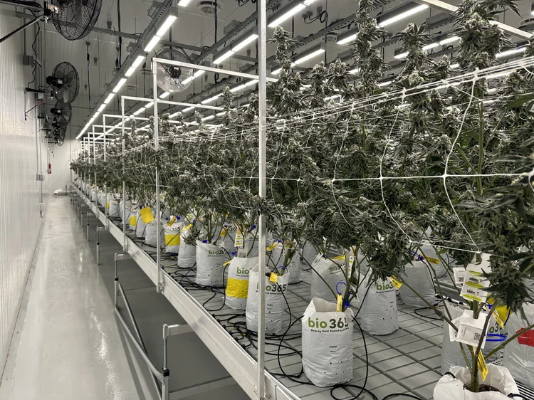 Building an Effective Cannabis Odor Control Plan