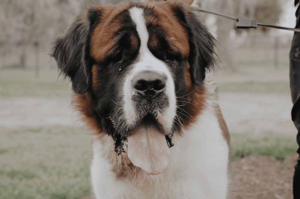 MEGA SAINTS KENNELS LLC