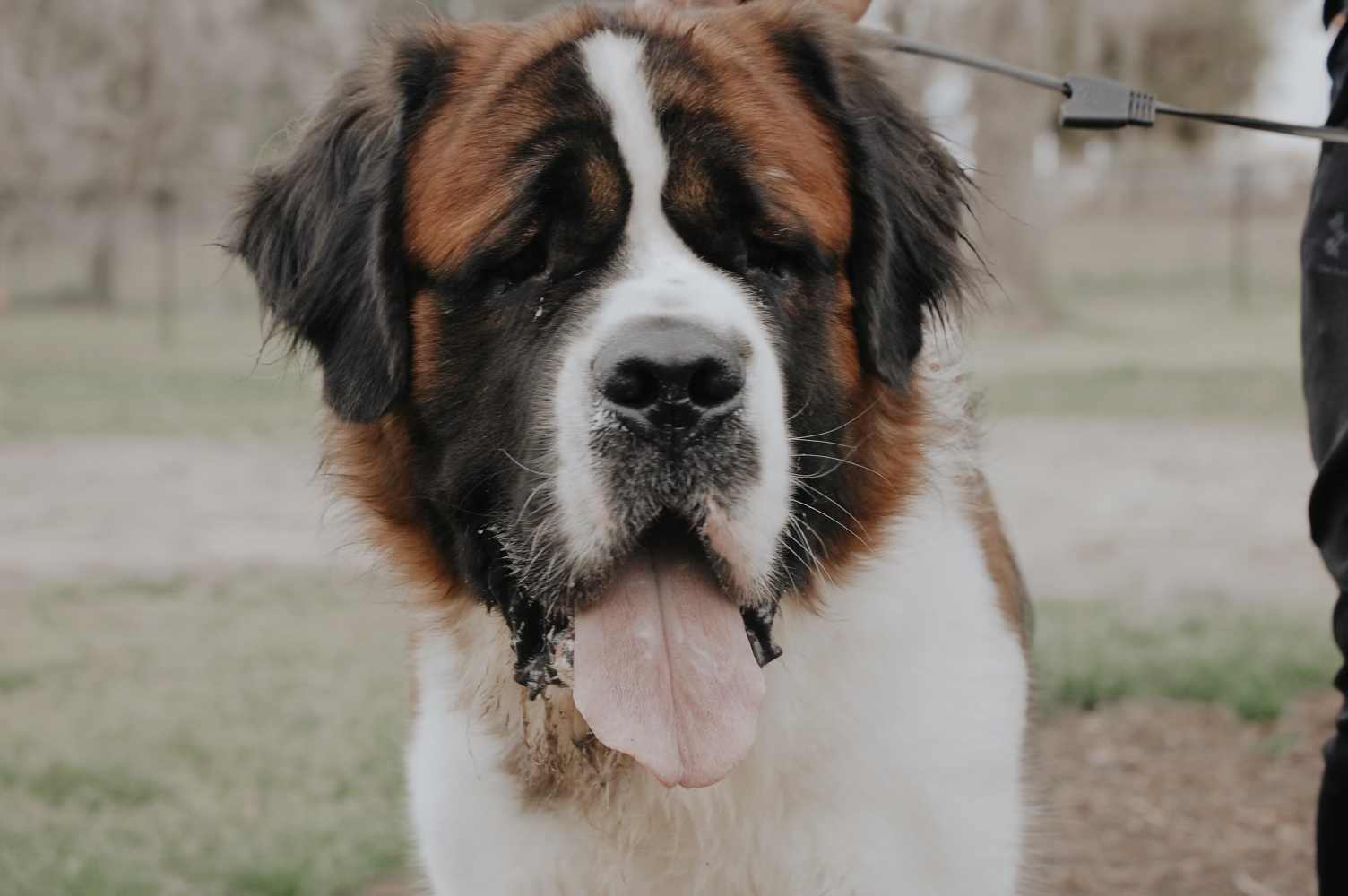 MEGA SAINTS KENNELS LLC