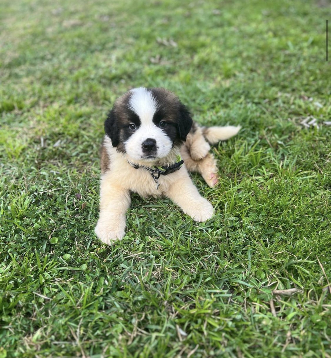 MEGA SAINTS KENNELS LLC