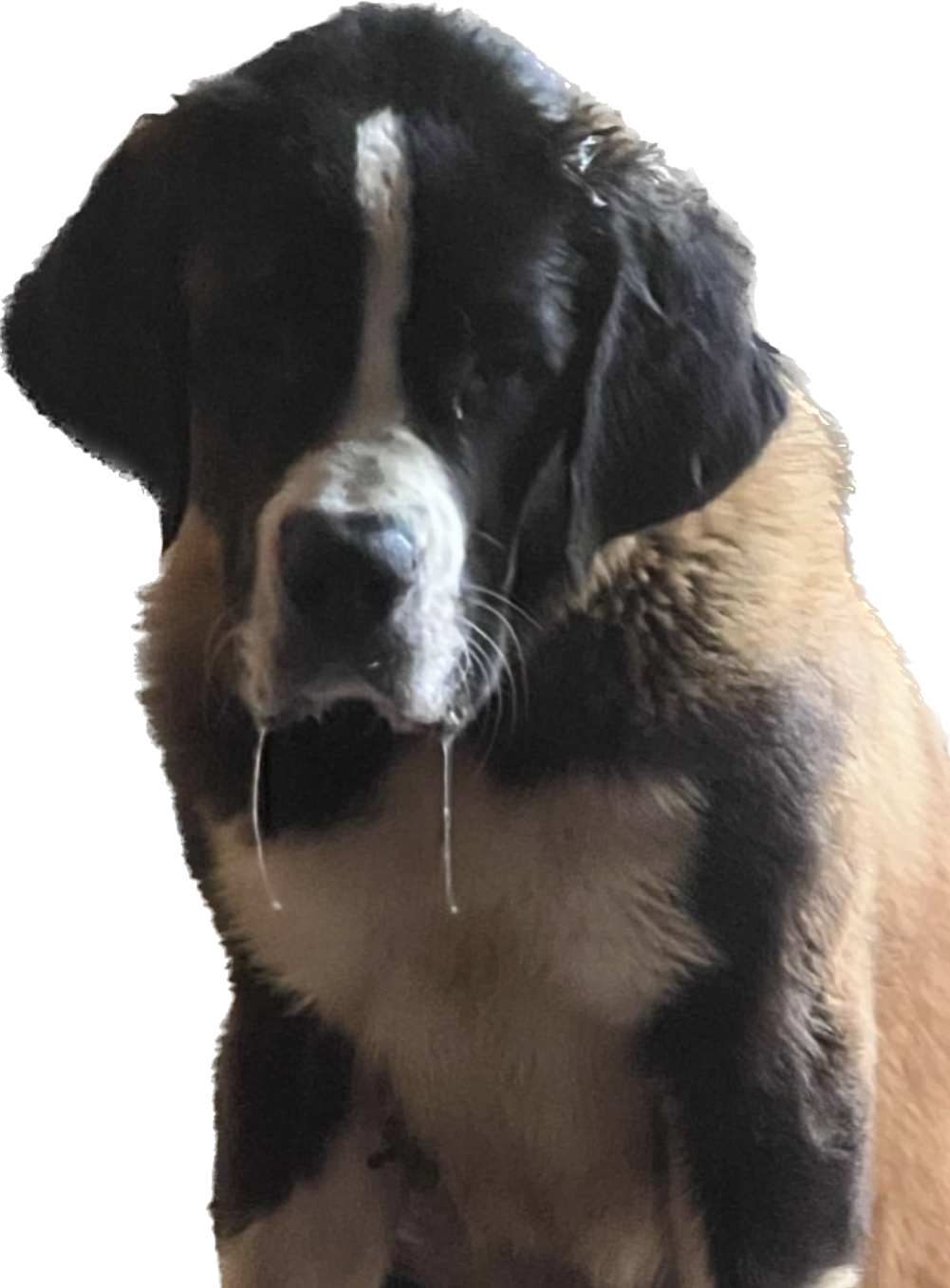 MEGA SAINTS KENNELS LLC